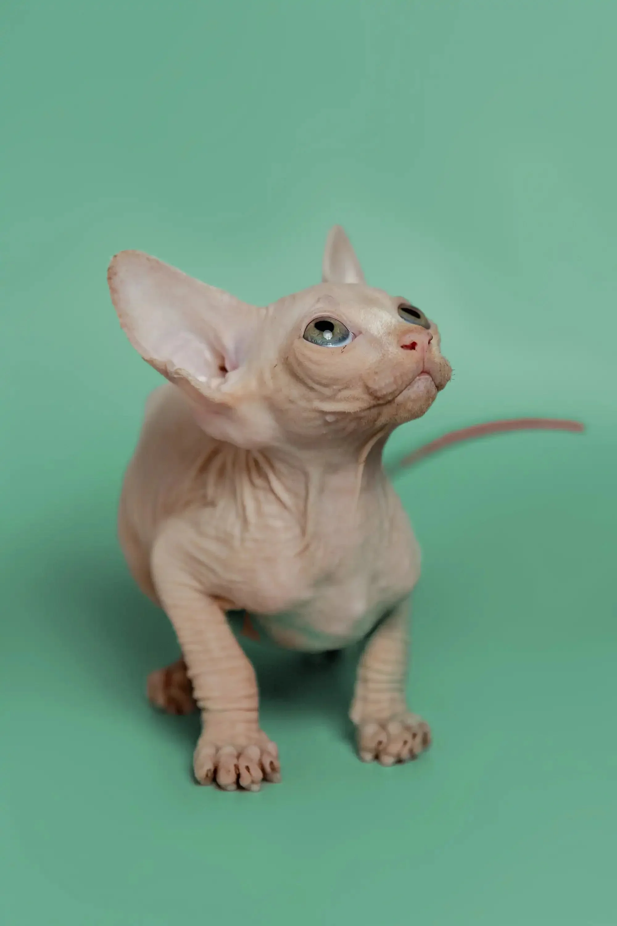 Star | Sphynx Kitten - Image 12