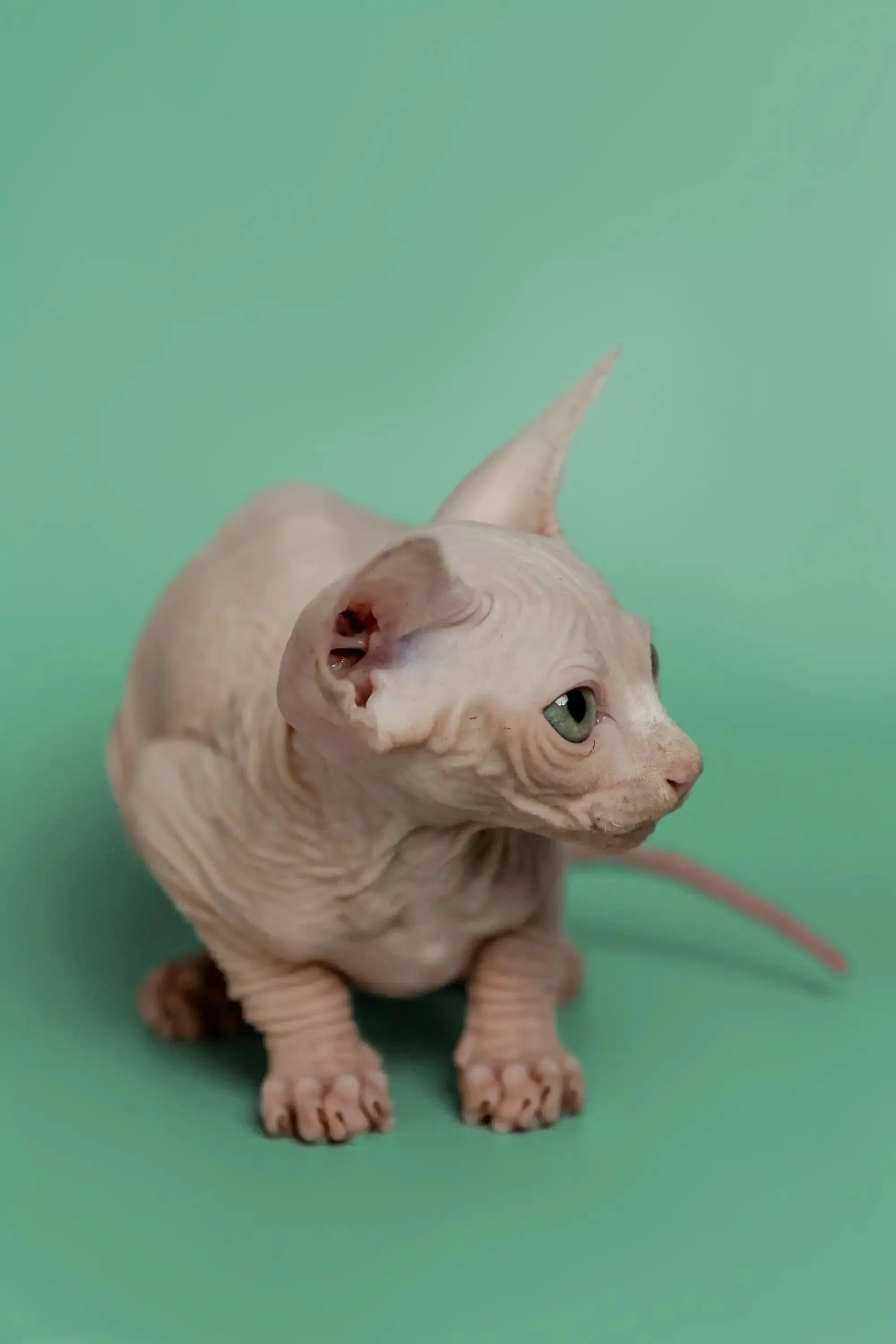 Star | Sphynx Kitten - Image 3