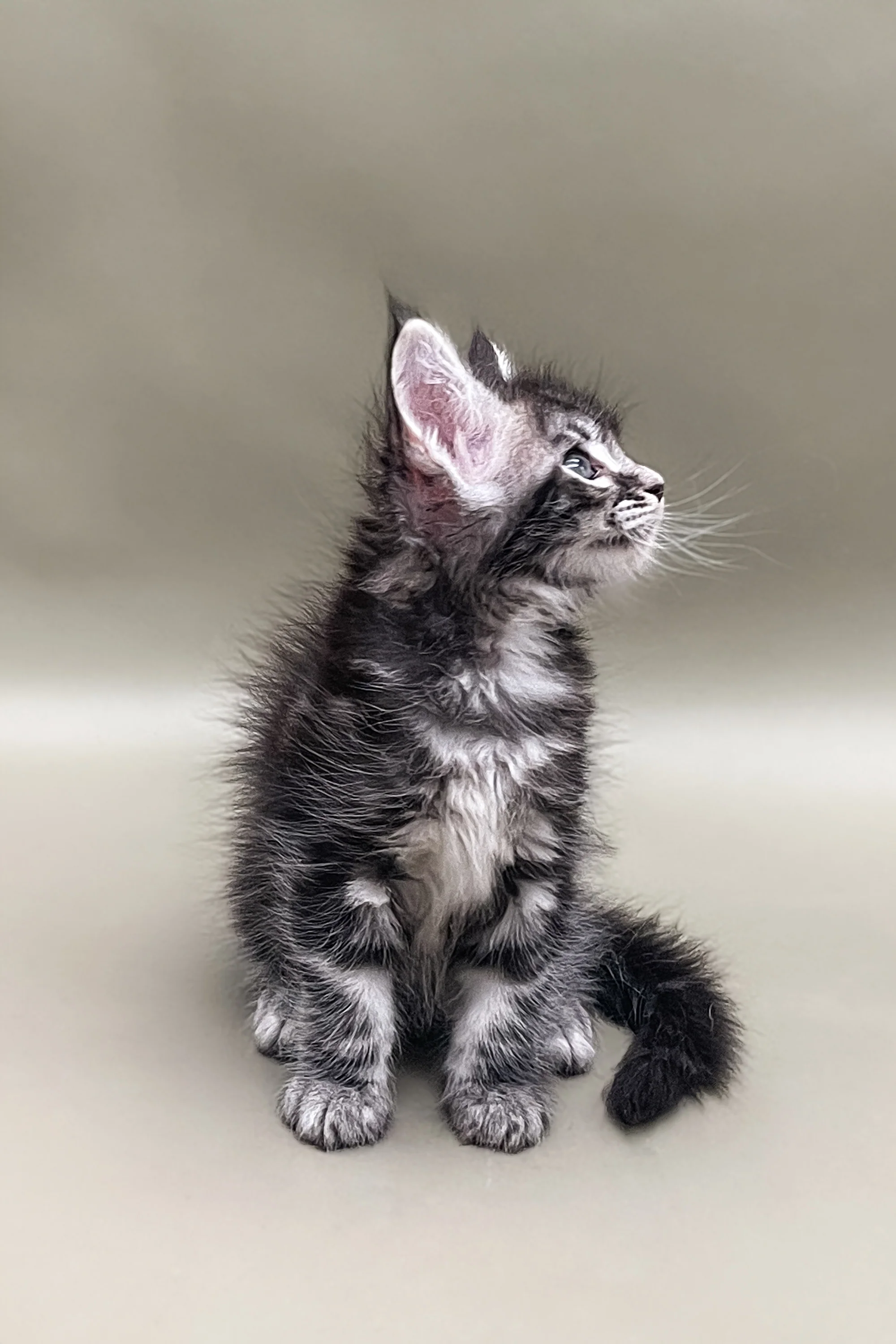 Stas | Maine Coon Kitten - Image 4