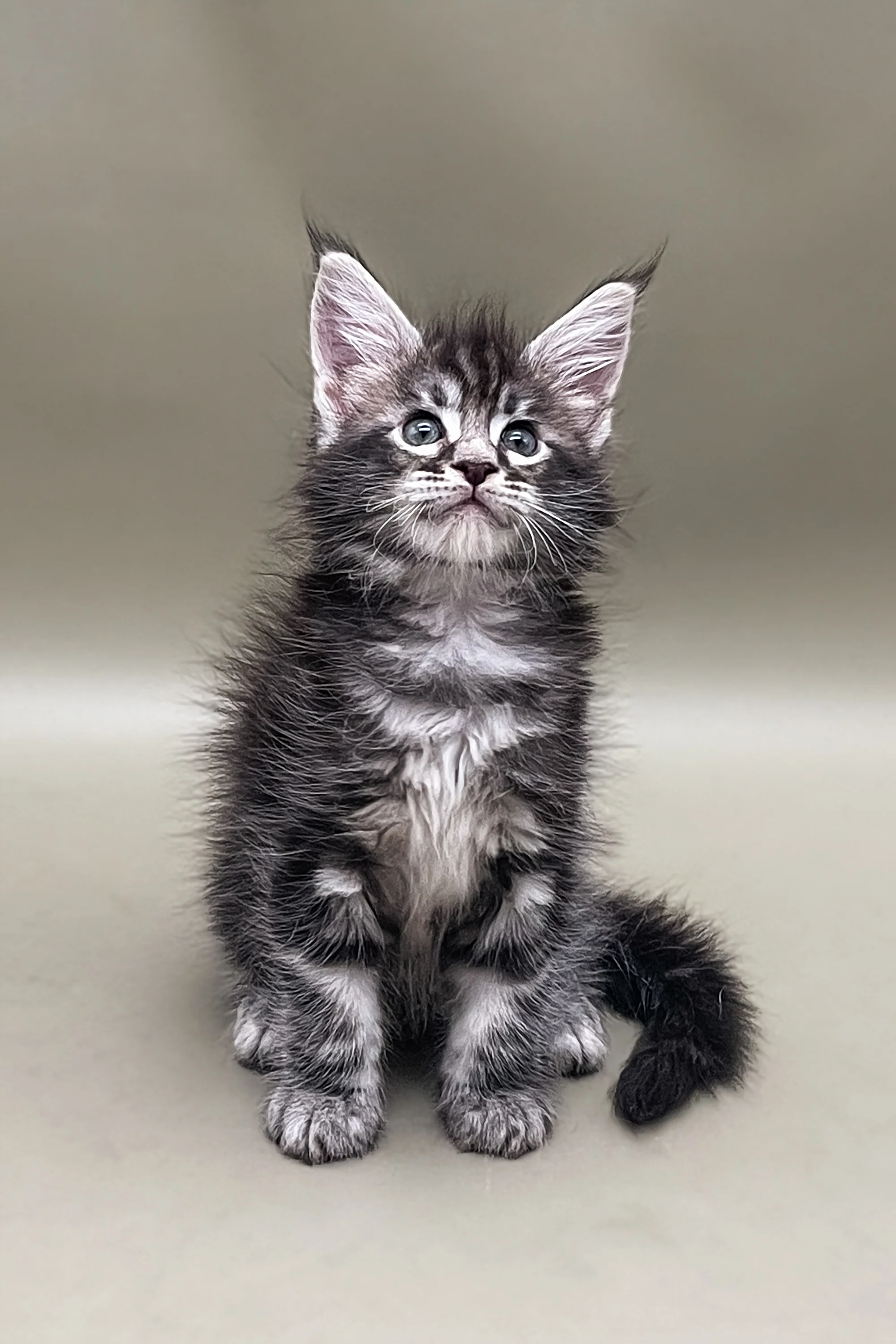 Stas | Maine Coon Kitten - Image 6