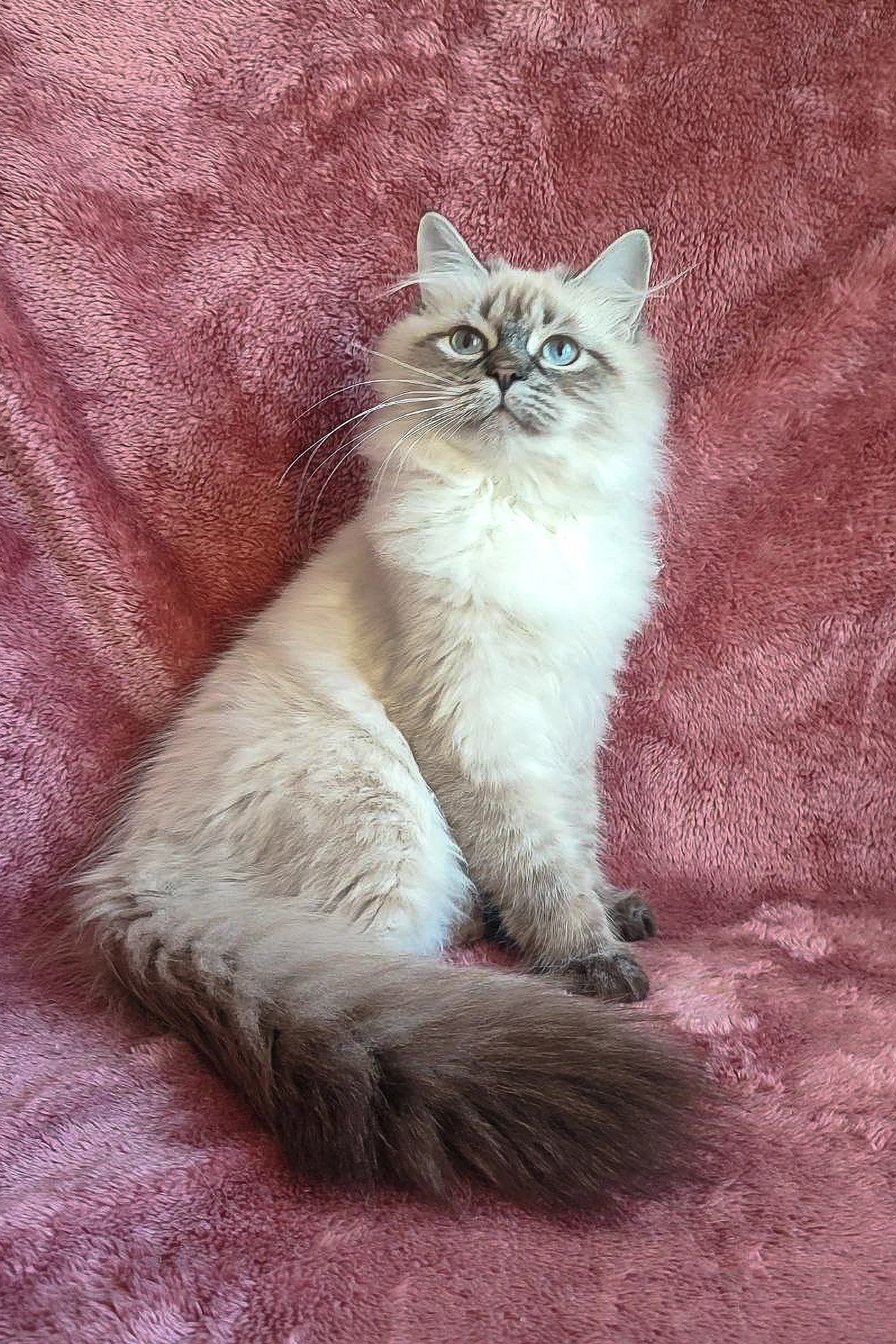 Stefania | Siberian Kitten - Image 2