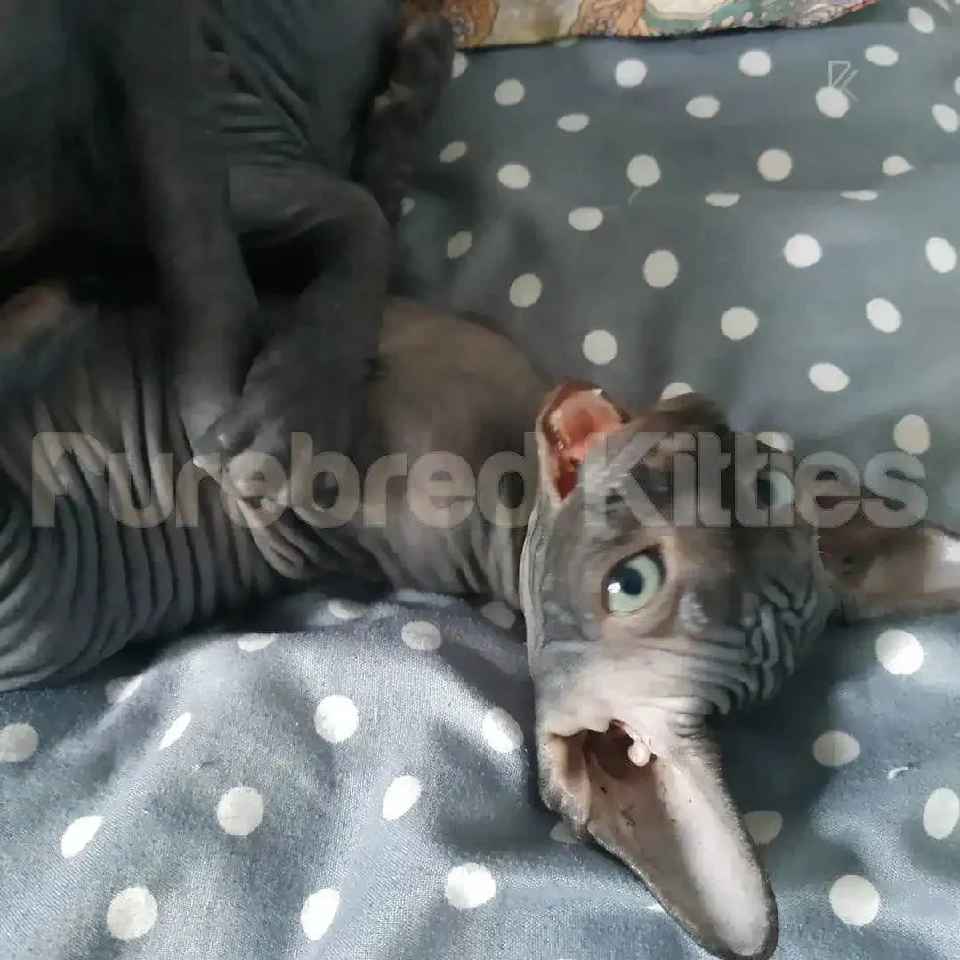 Stella | Sphynx Kitten - Image 3