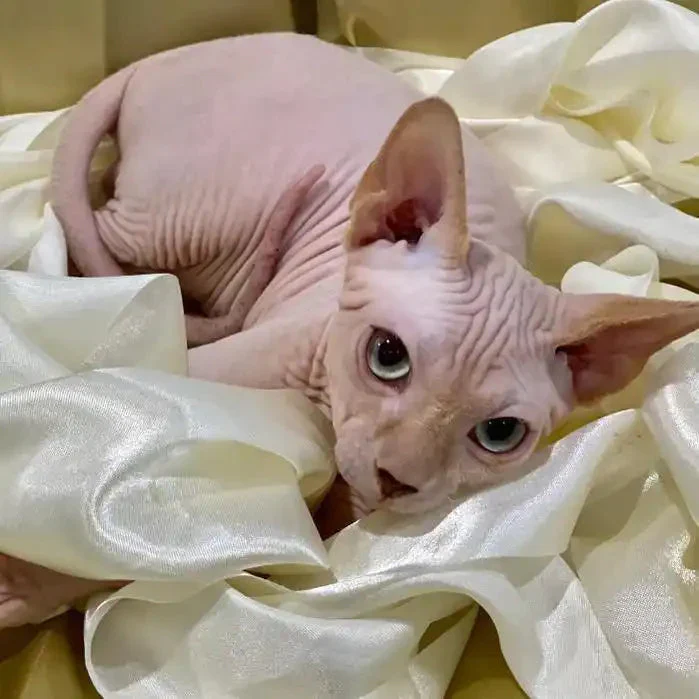Stephen | Sphynx Kitten - Image 4