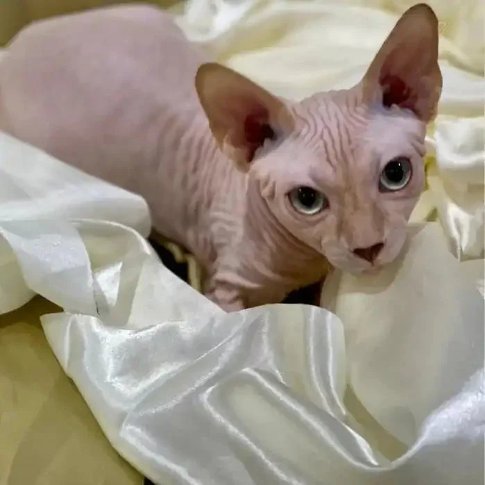 Stephen | Sphynx Kitten - Image 9