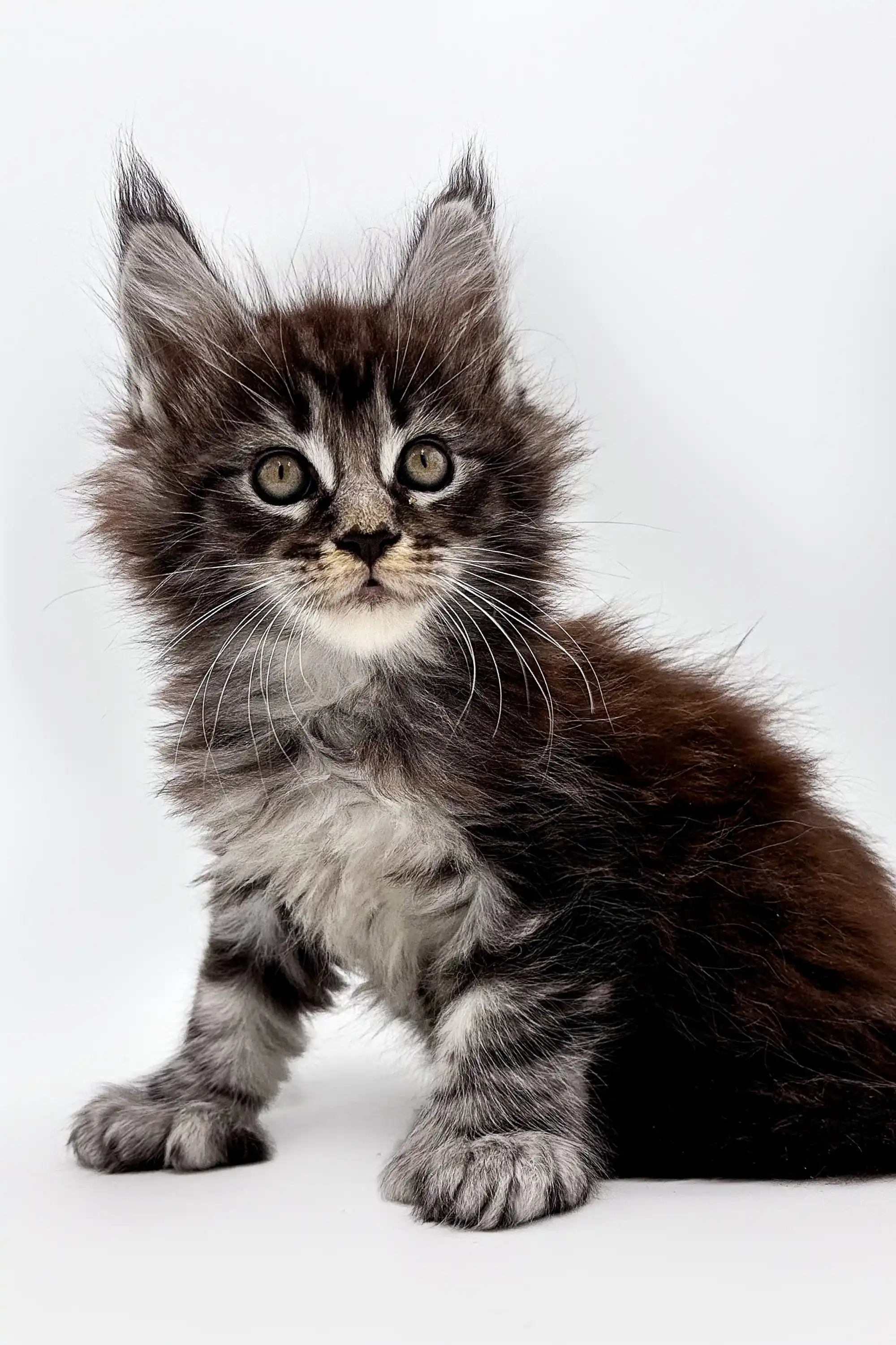 Steve | Polydactyl Maine Coon Kitten - Image 2