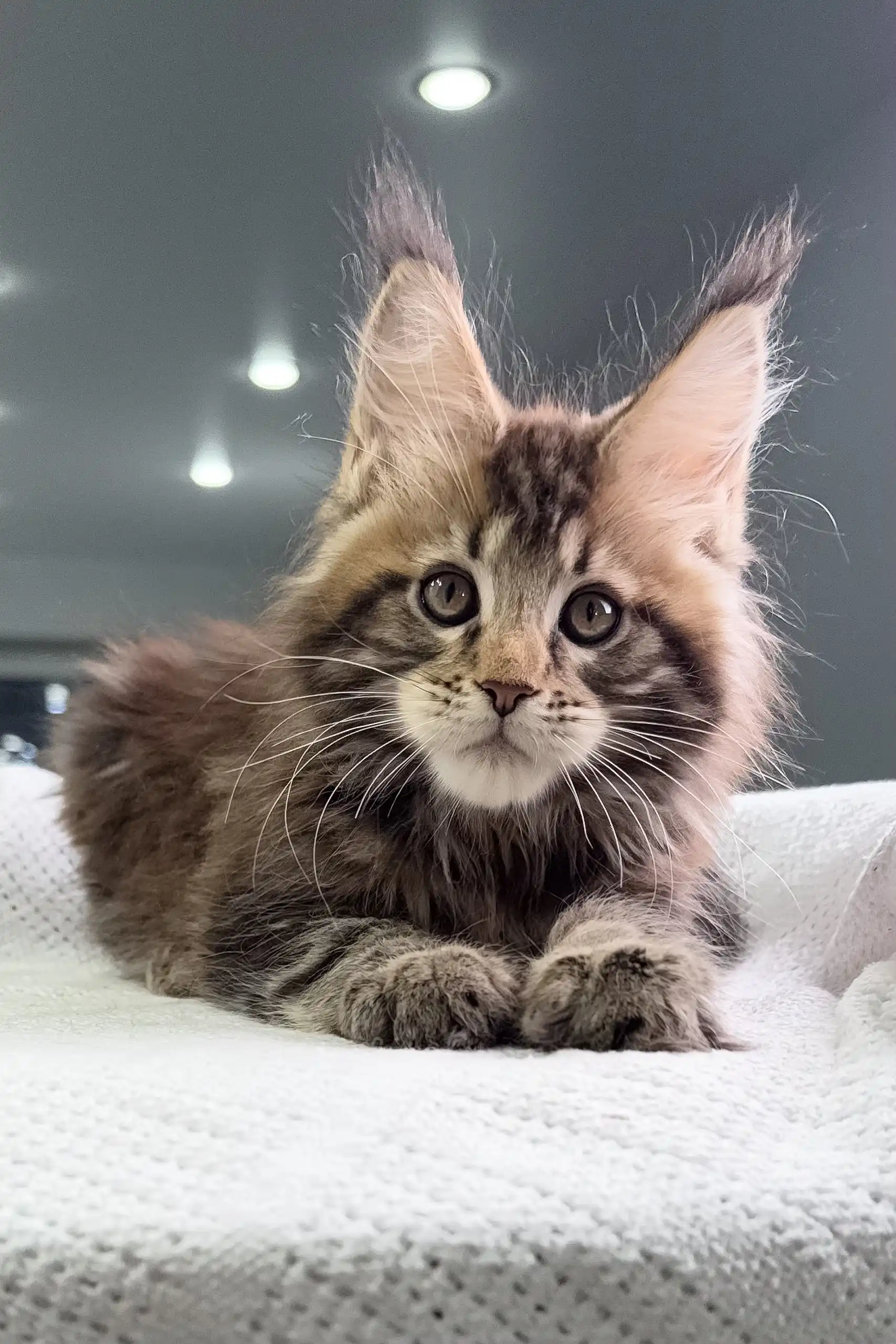 Storm | Maine Coon Kitten - Image 5