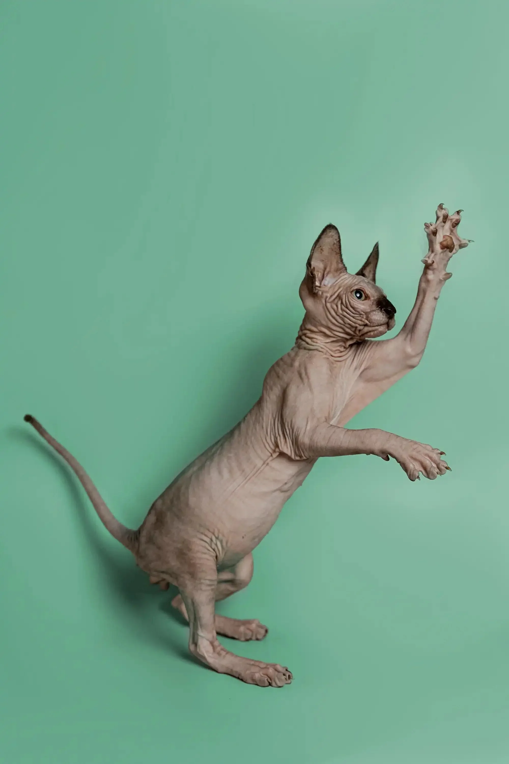 Storm | Sphynx Kitten - Image 20