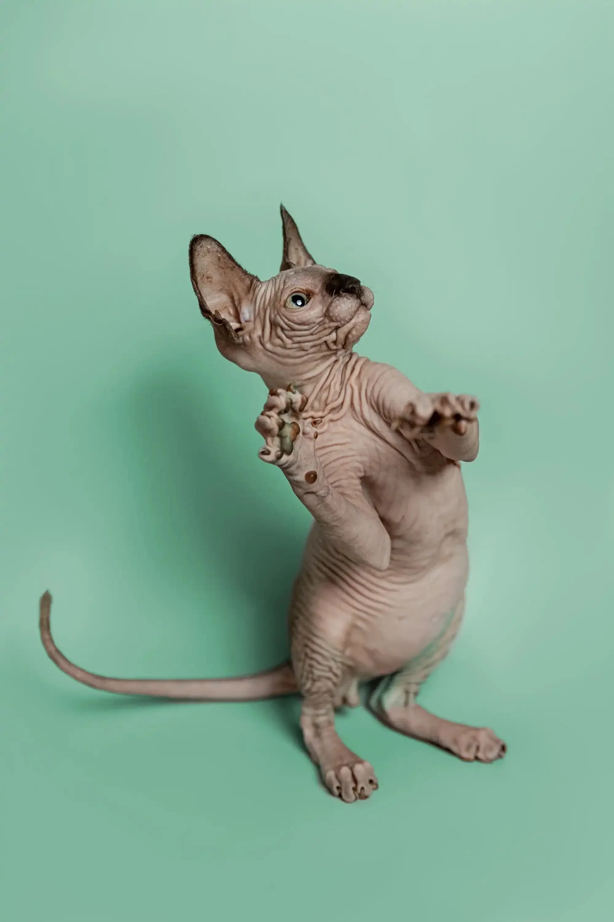Storm | Sphynx Kitten - Image 28