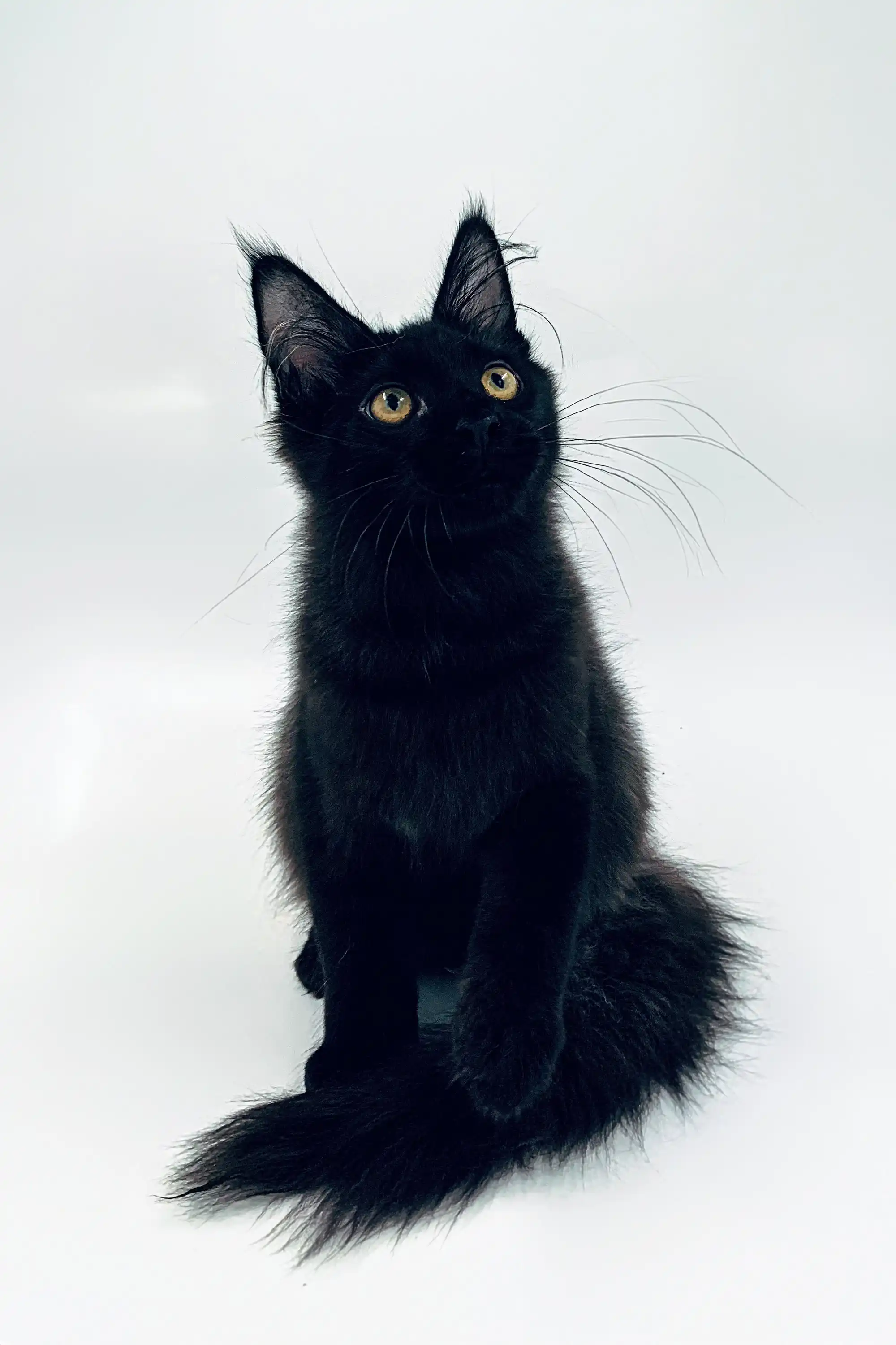 Sultan | Maine Coon Kitten - Image 2