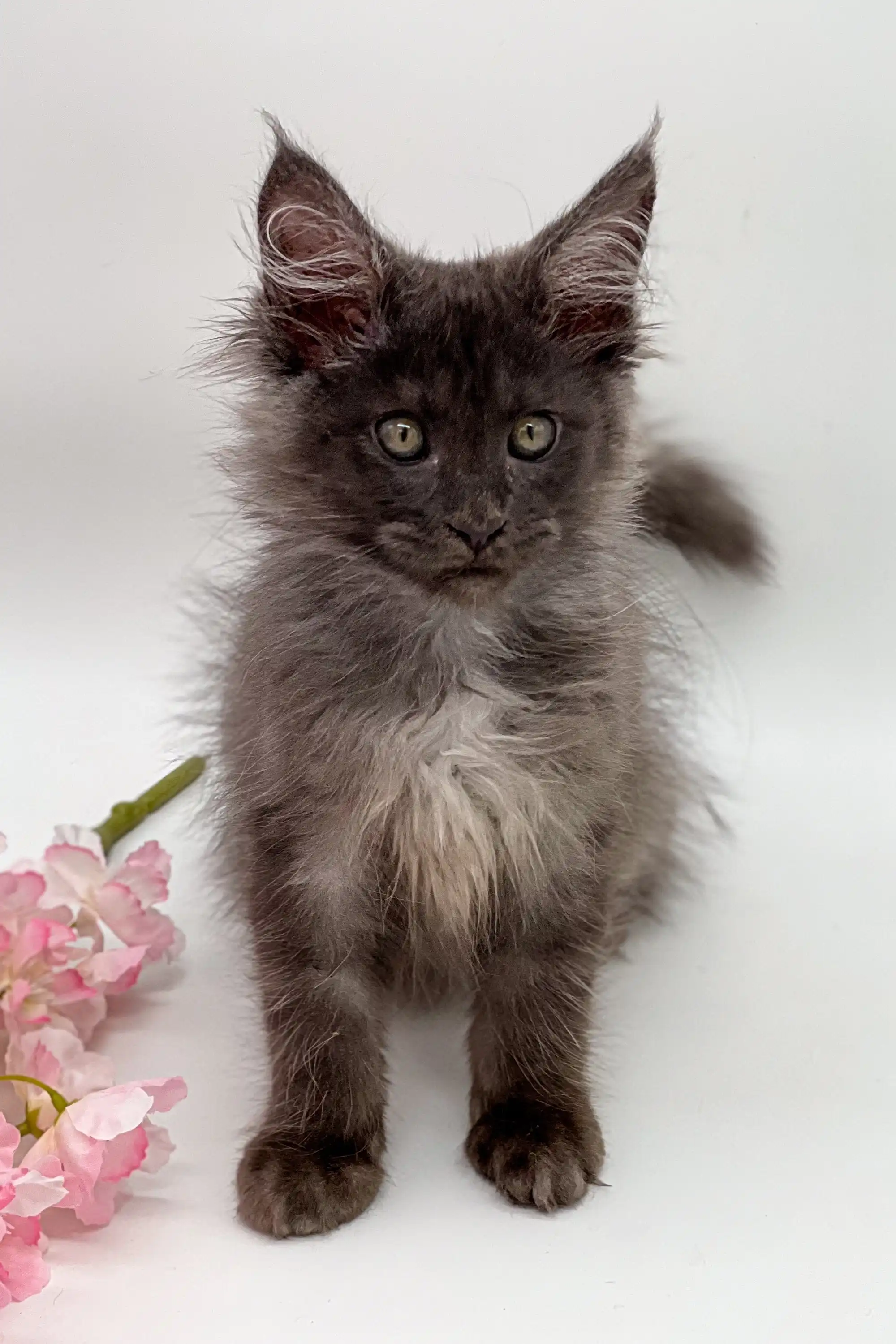 Sultana | Maine Coon Kitten - Image 2
