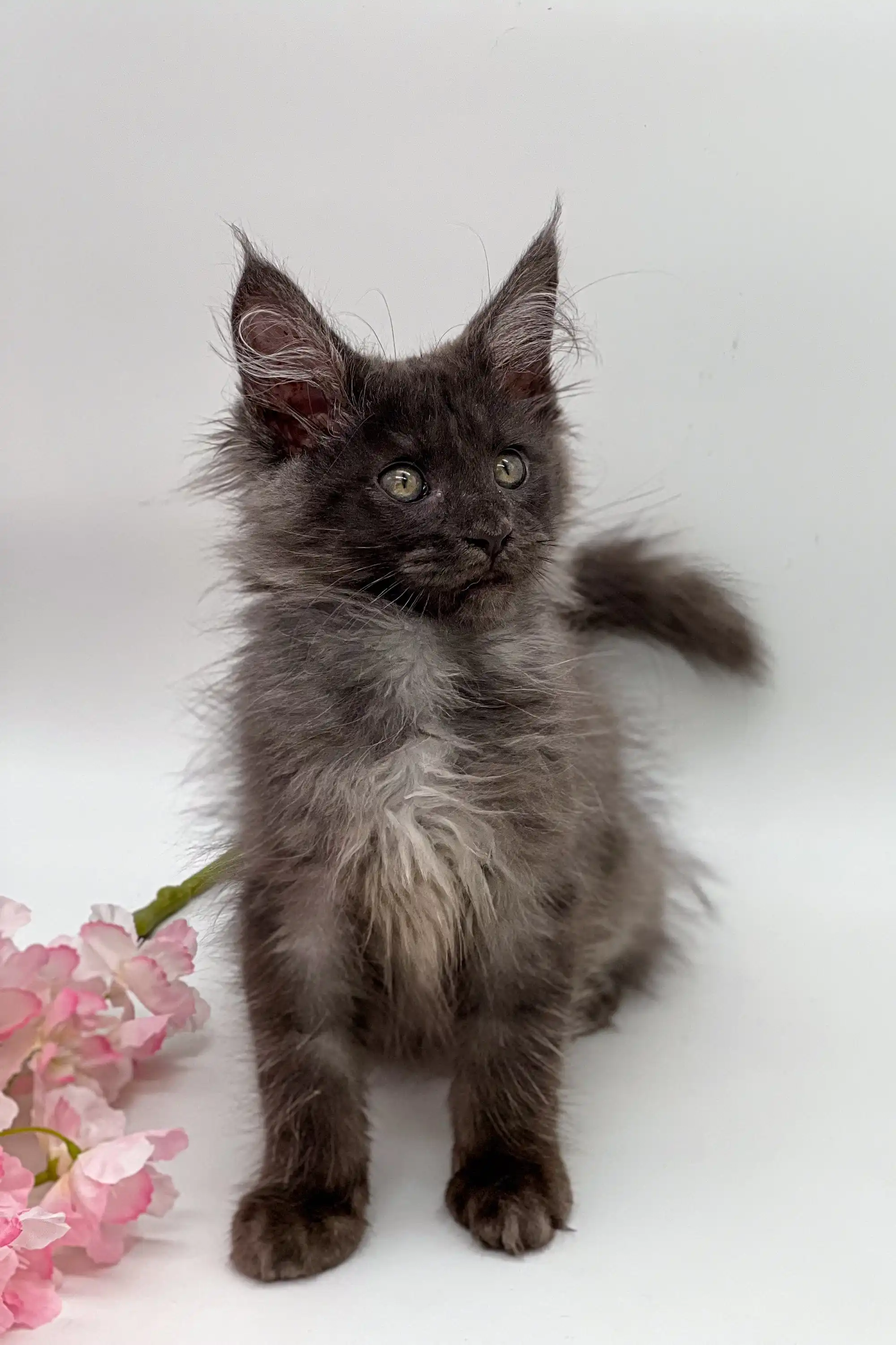 Sultana | Maine Coon Kitten - Image 6