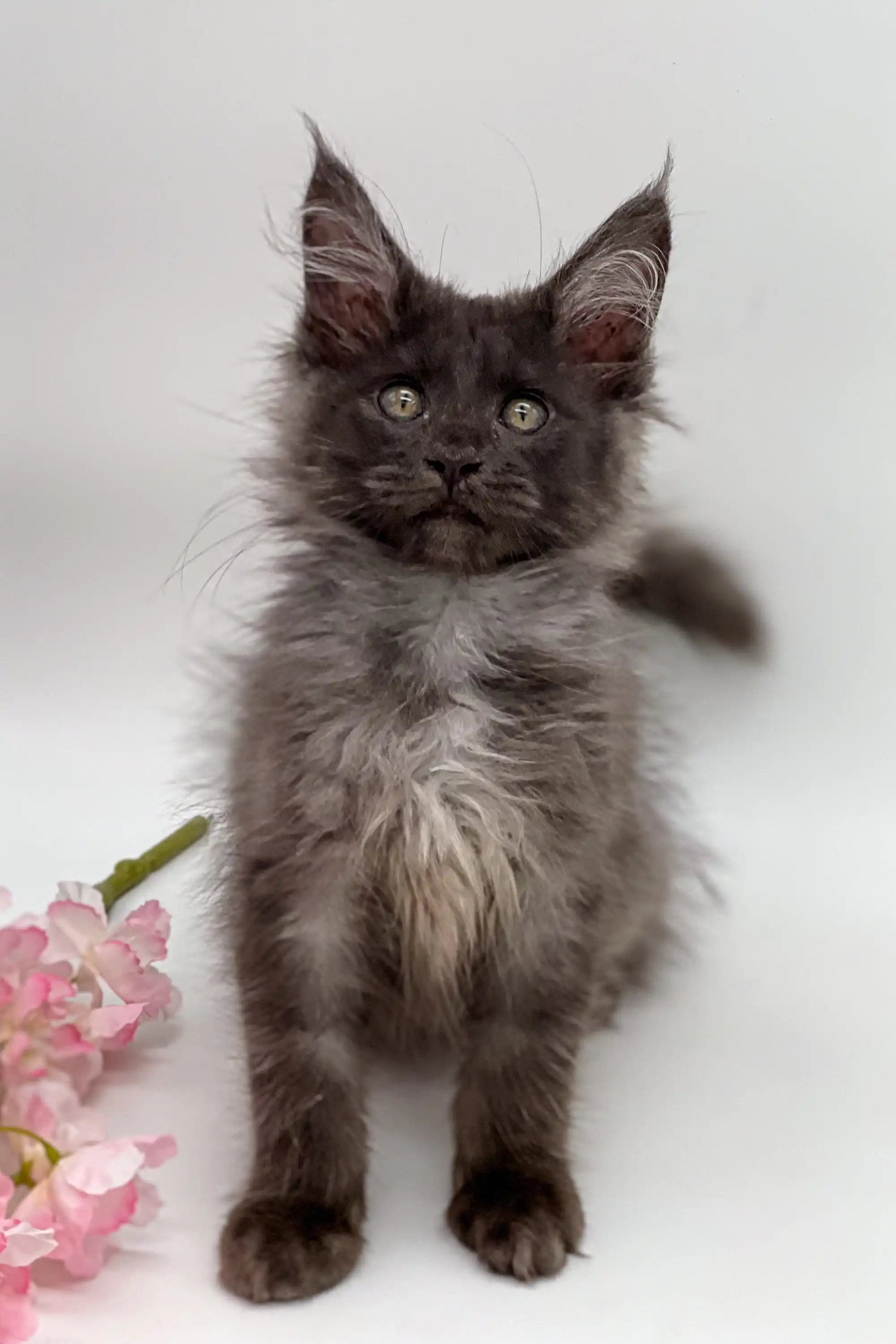 Sultana | Maine Coon Kitten - Image 7