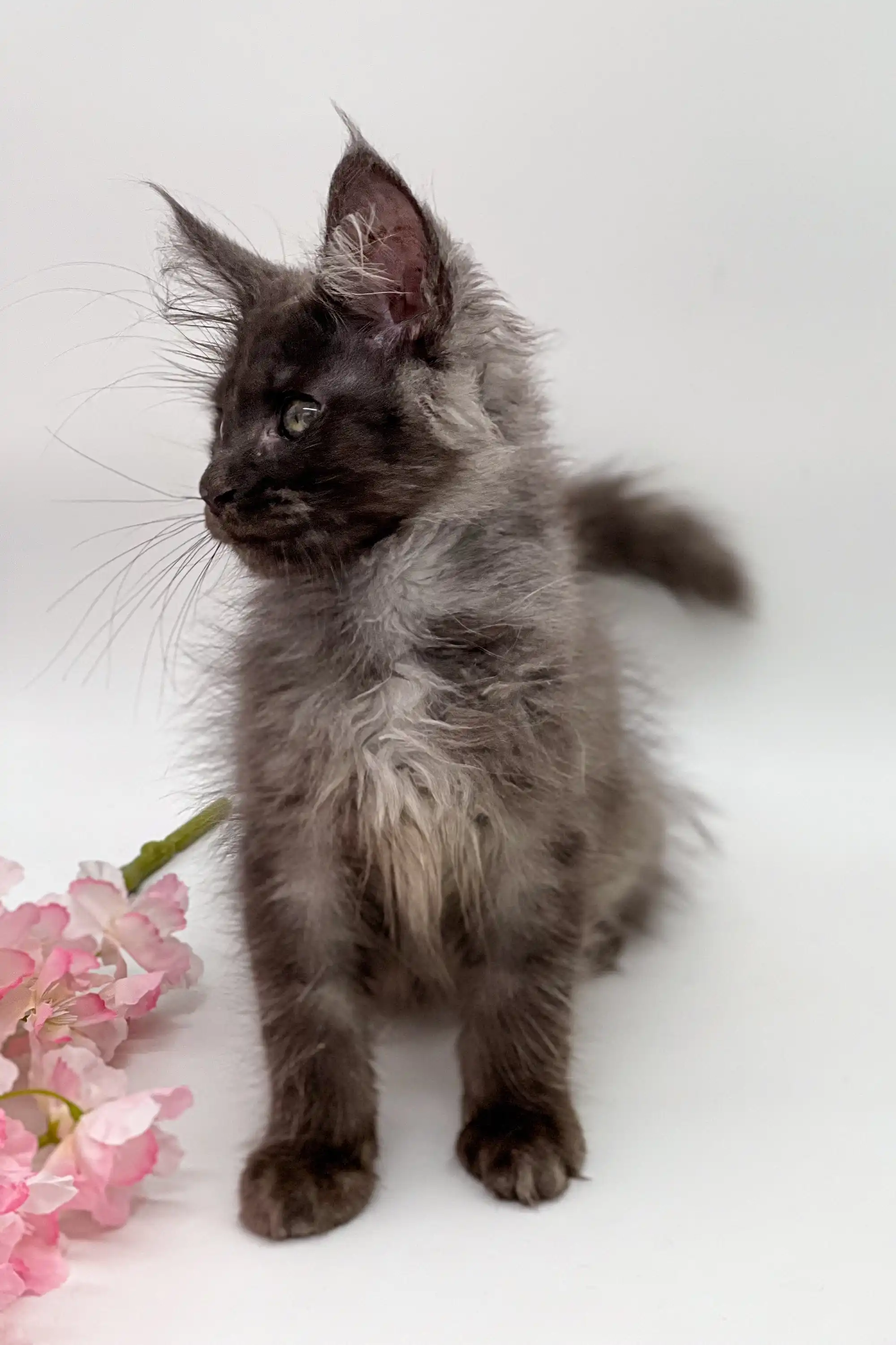 Sultana | Maine Coon Kitten - Image 8