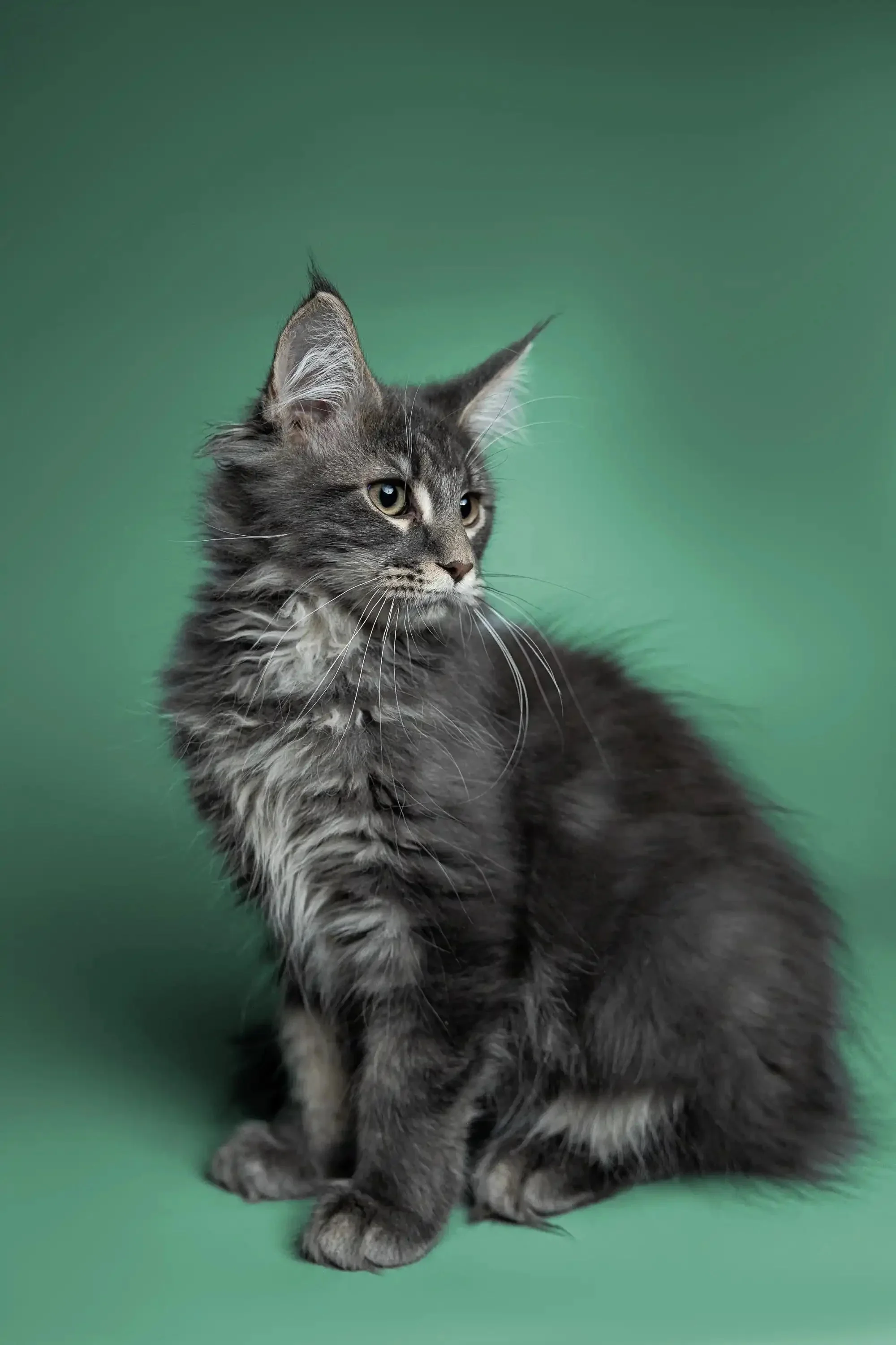Sushi | Maine Coon Kitten - Image 2