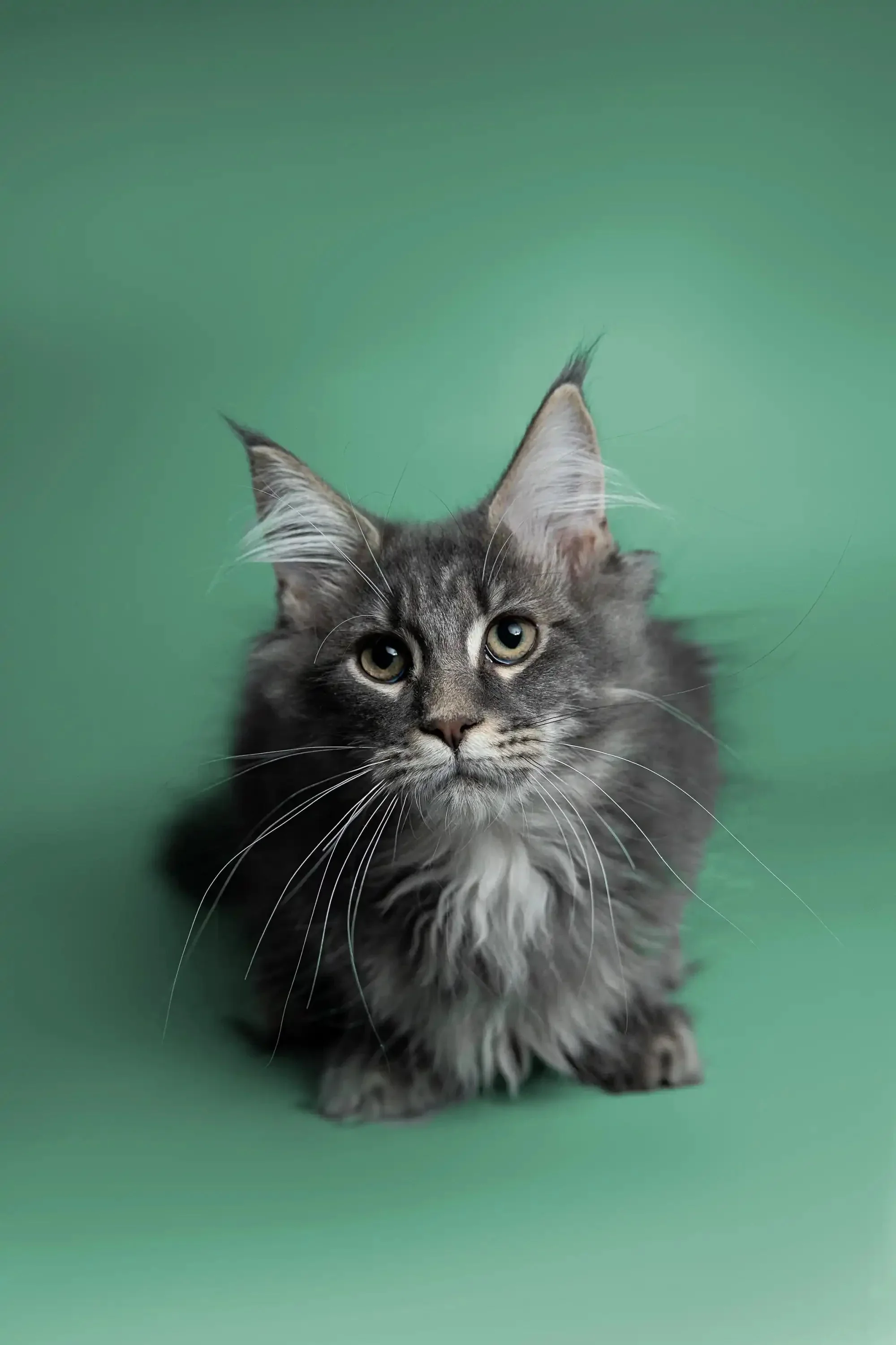 Sushi | Maine Coon Kitten - Image 6