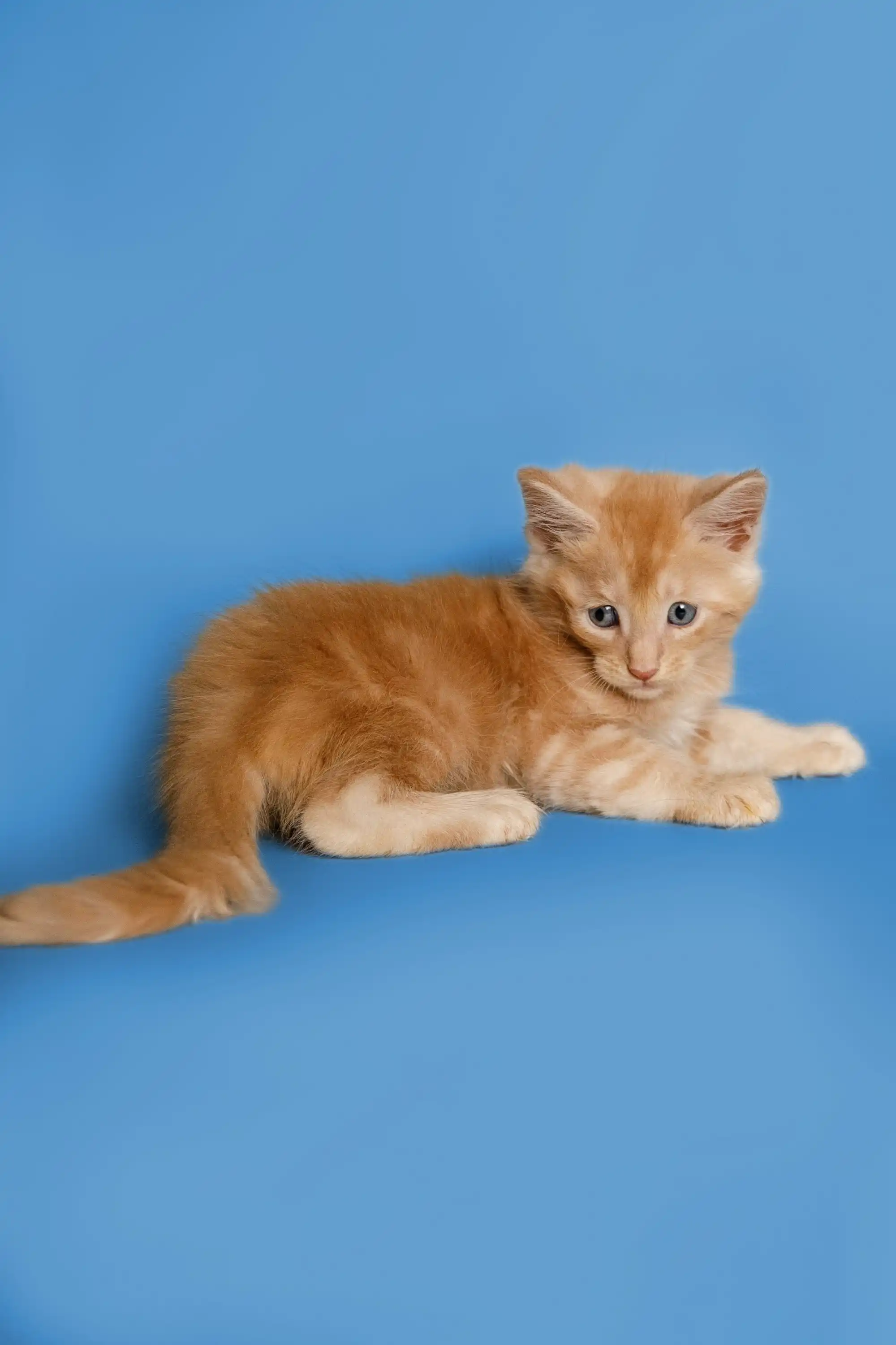 Sylvester | Maine Coon Kitten - Image 23