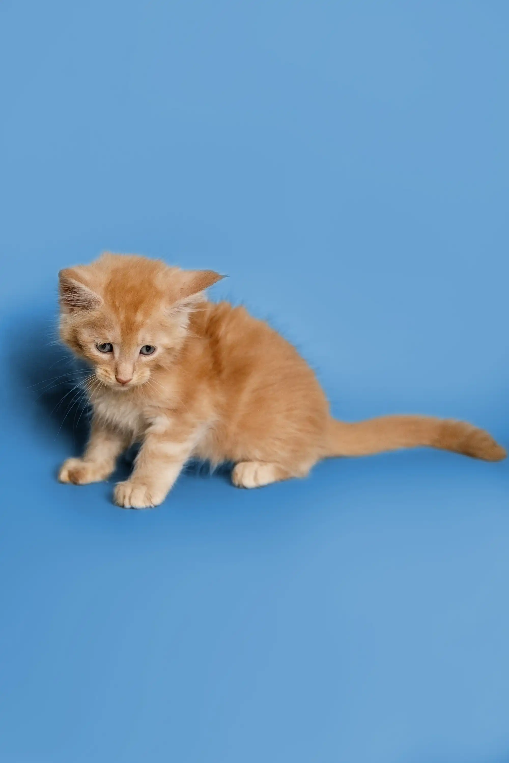 Sylvester | Maine Coon Kitten - Image 26