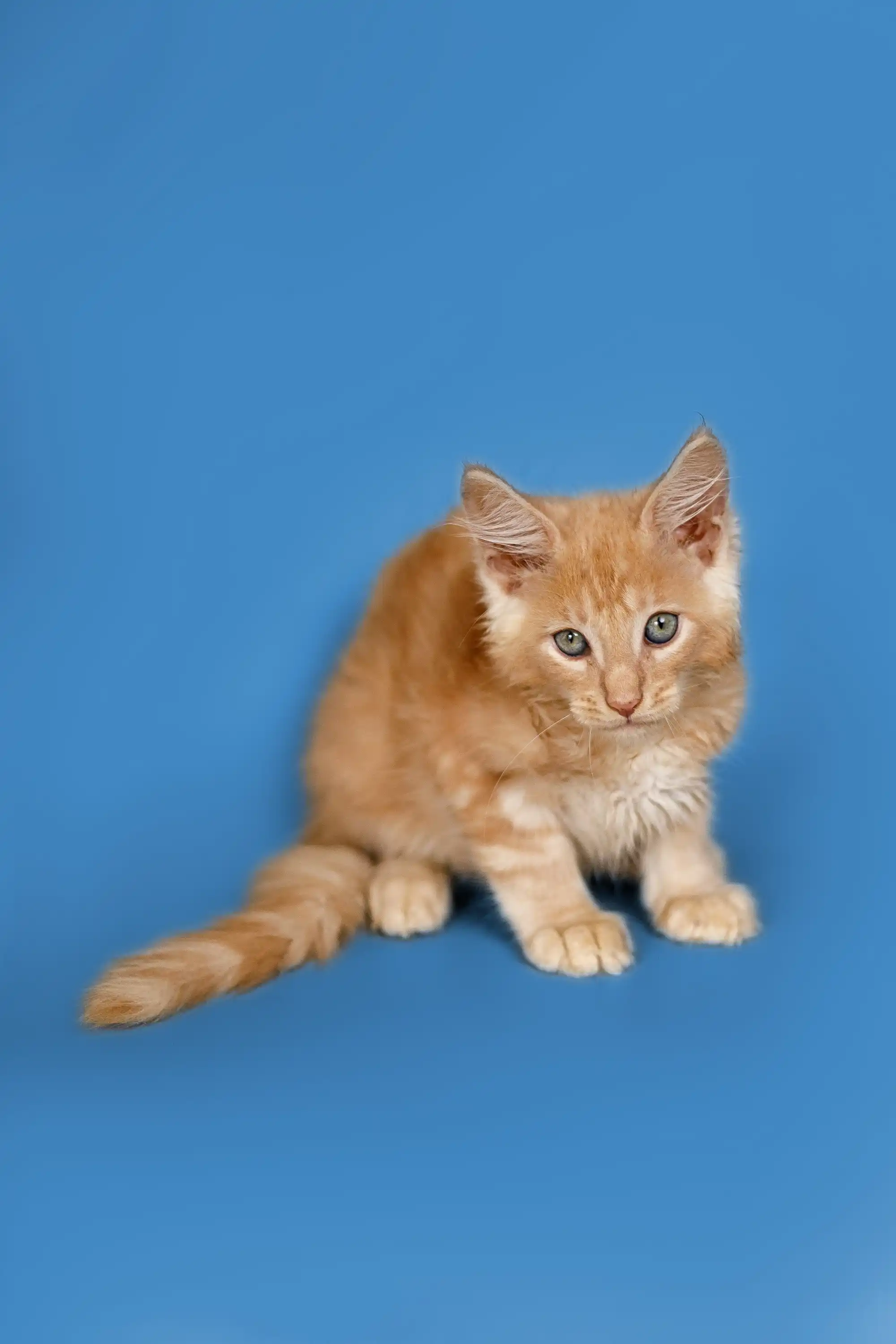 Sylvester | Maine Coon Kitten - Image 4