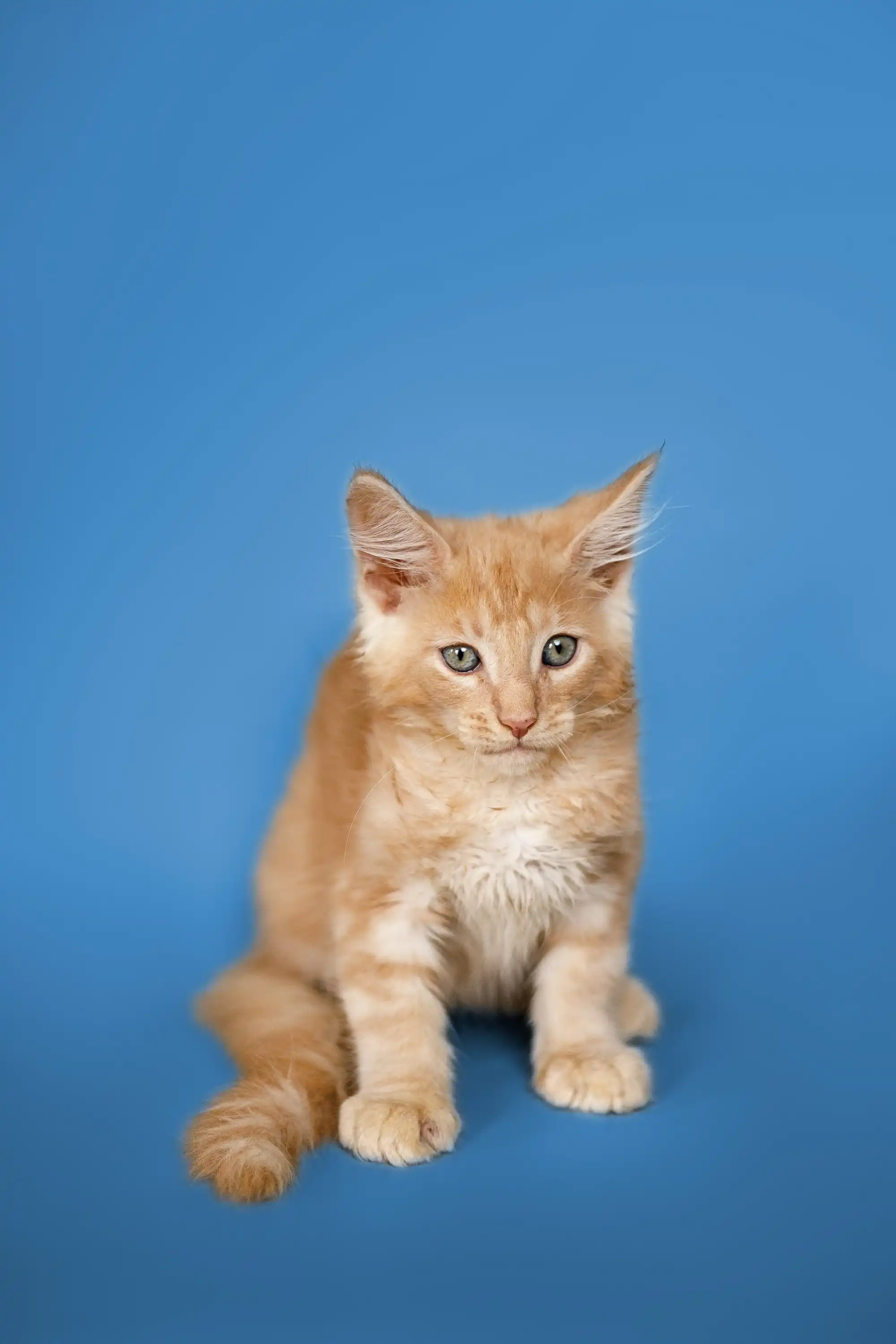 Sylvester | Maine Coon Kitten - Image 9