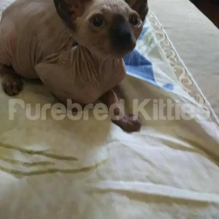 Sylvester | Sphynx Kitten - Image 3