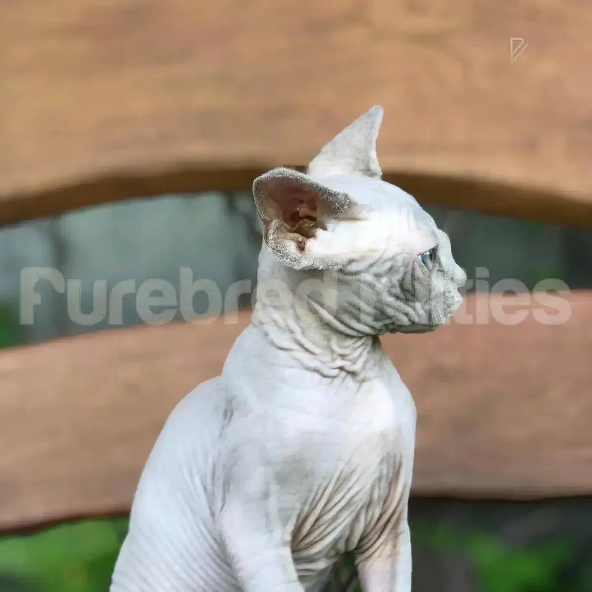 Sylvester | Sphynx Kitten - Image 3