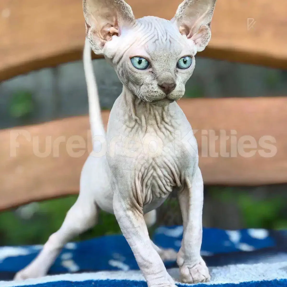 Sylvester | Sphynx Kitten - Image 4