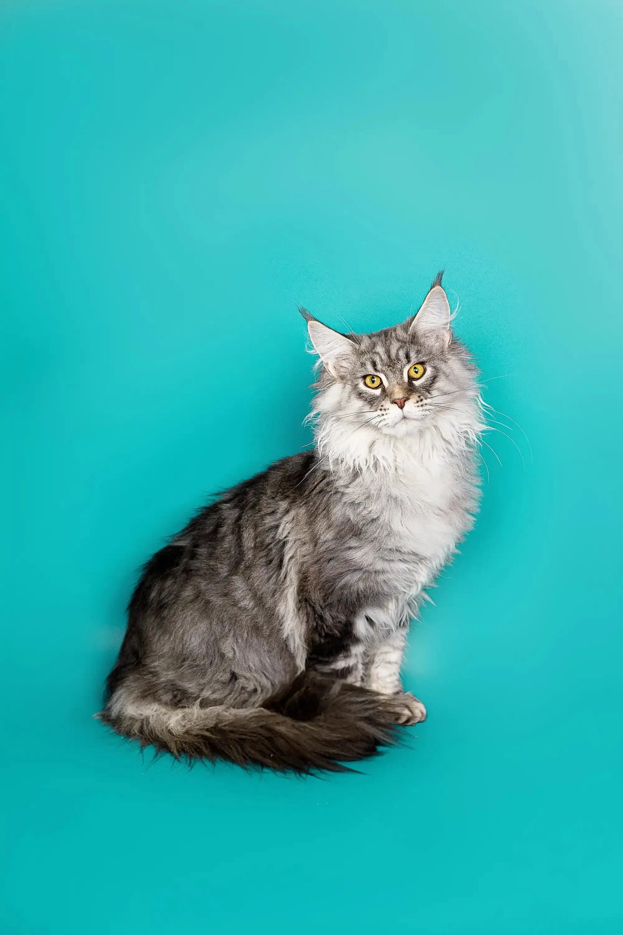Tadeo | Maine Coon Kitten - Image 12