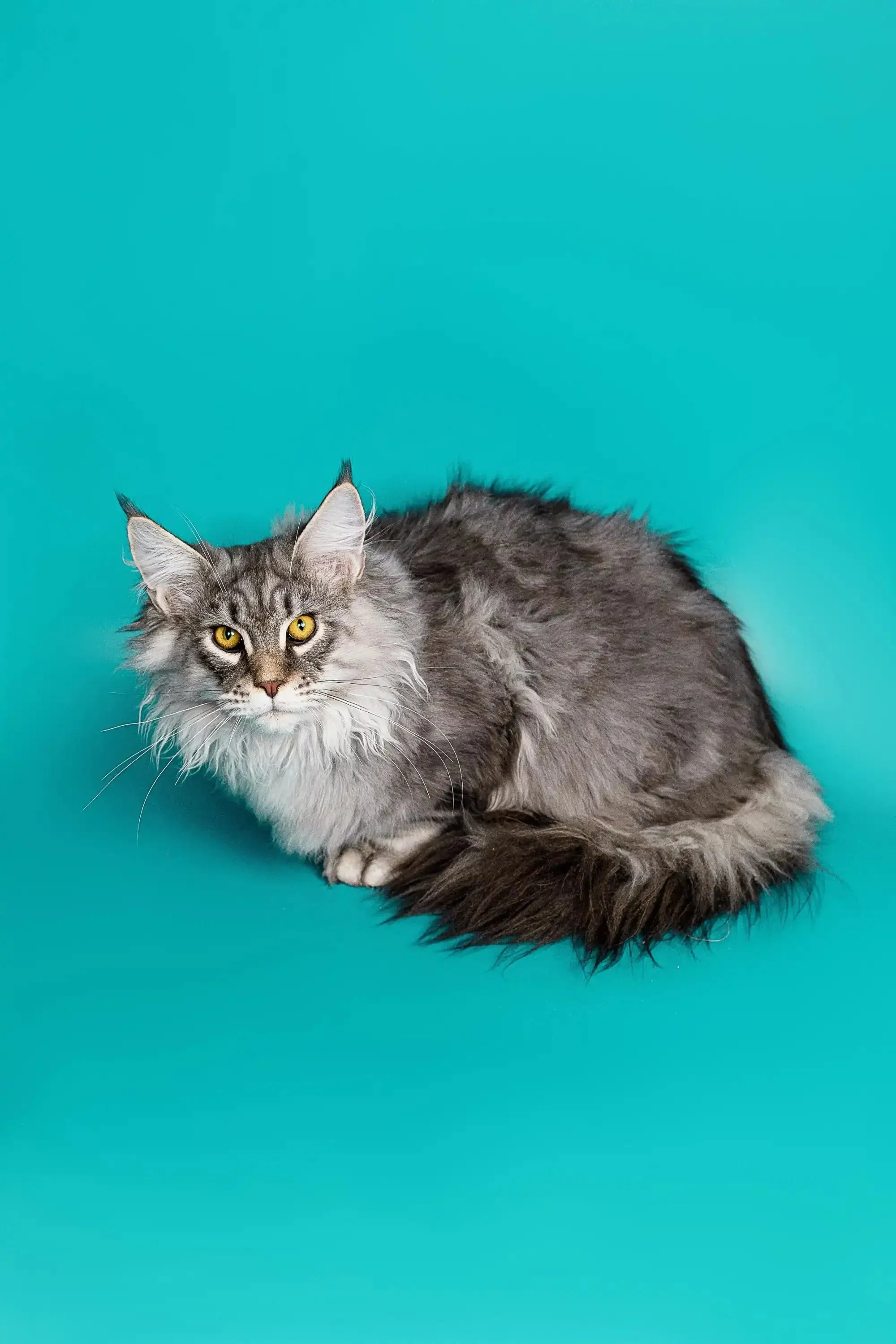 Tadeo | Maine Coon Kitten - Image 13
