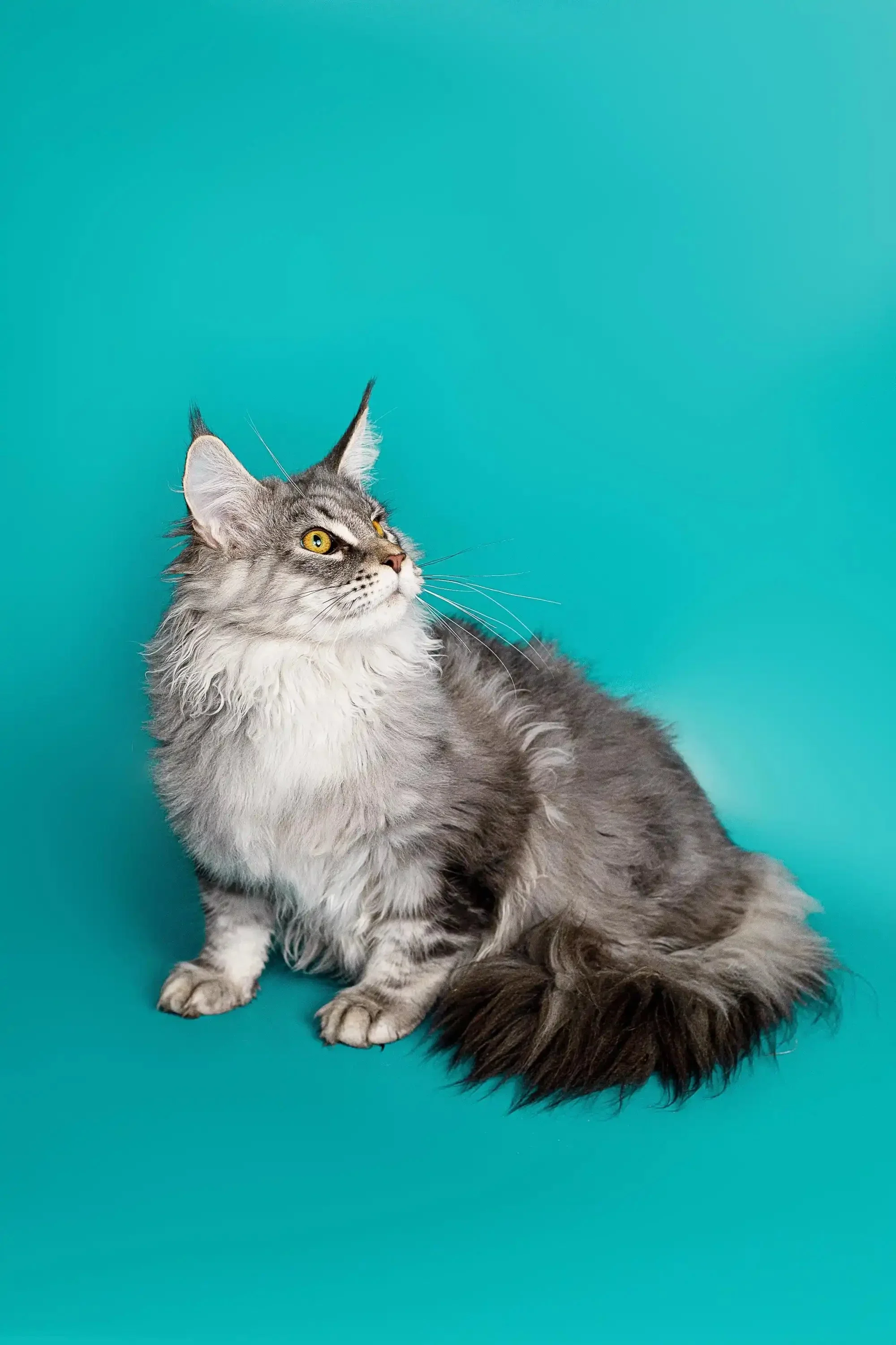 Tadeo | Maine Coon Kitten - Image 14