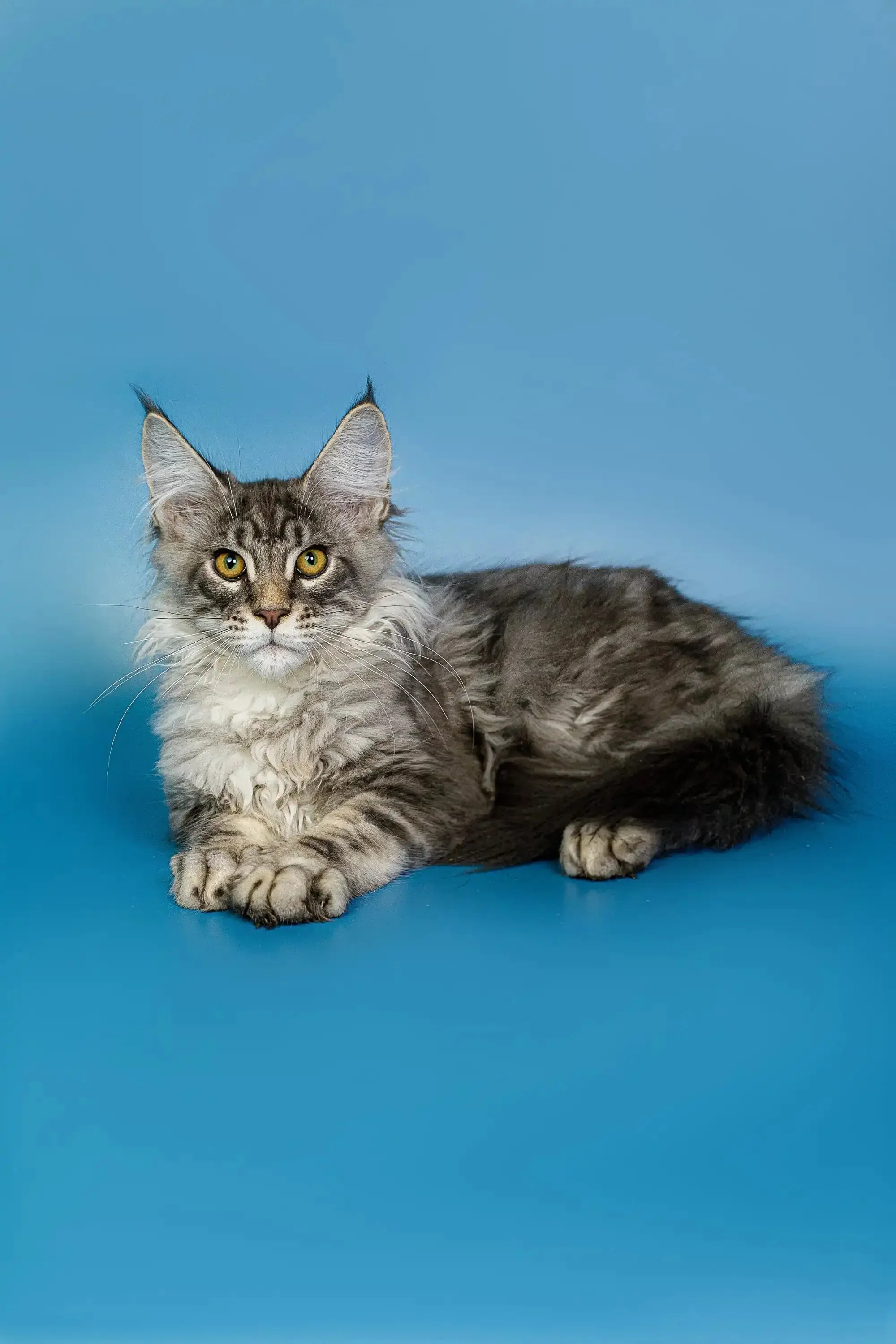 Tadeo | Maine Coon Kitten - Image 5