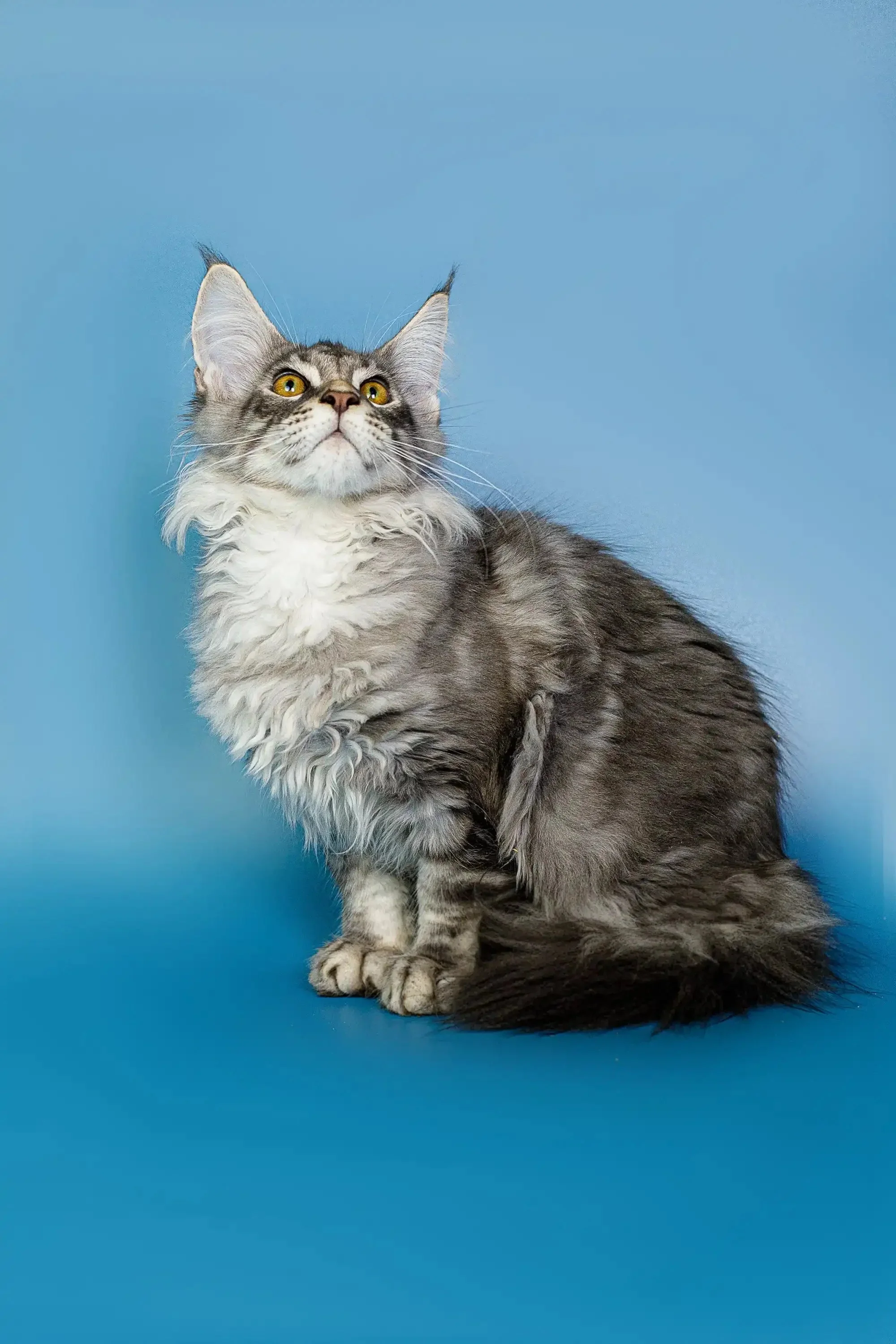 Tadeo | Maine Coon Kitten - Image 6