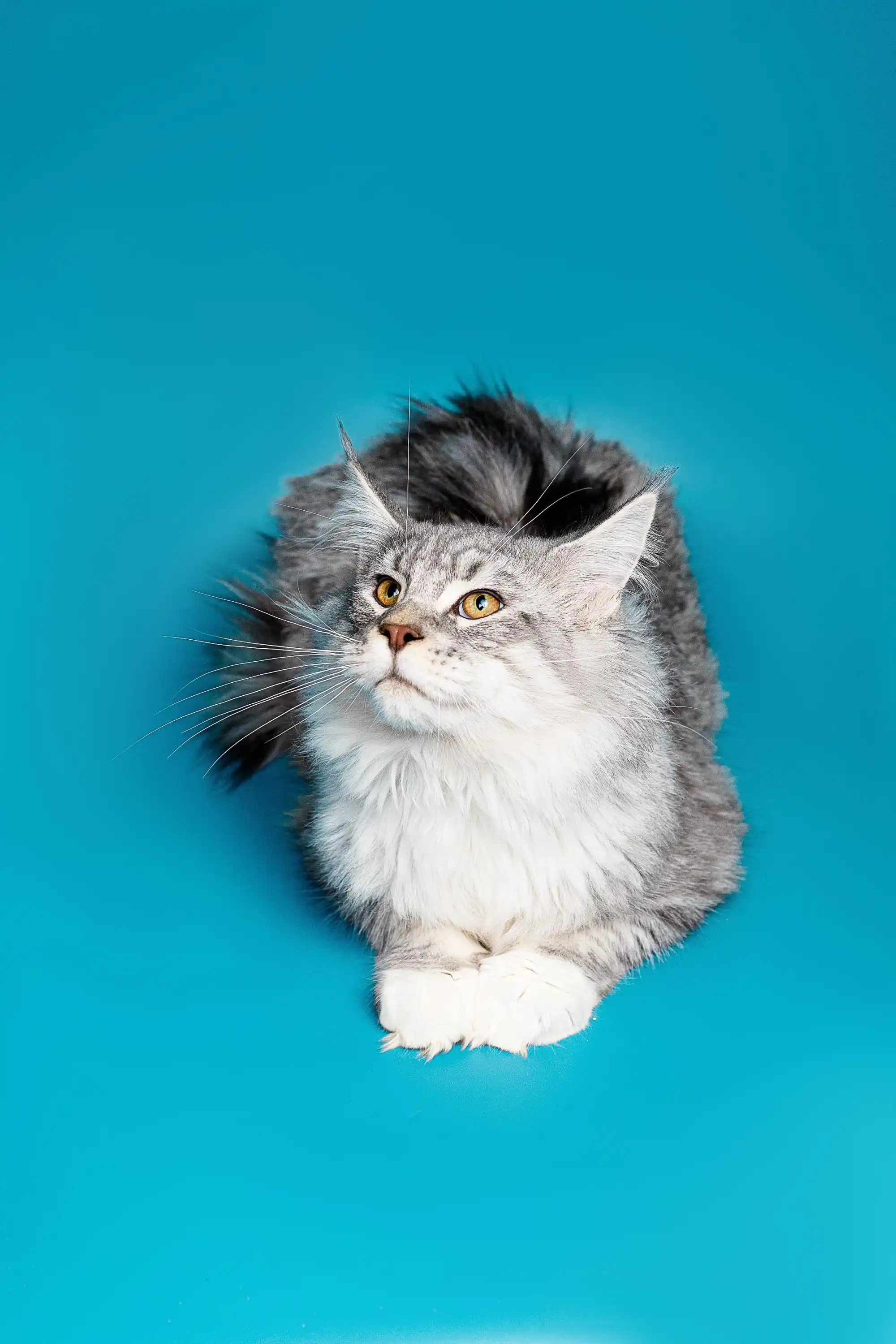 Talan | Maine Coon Kitten - Image 5
