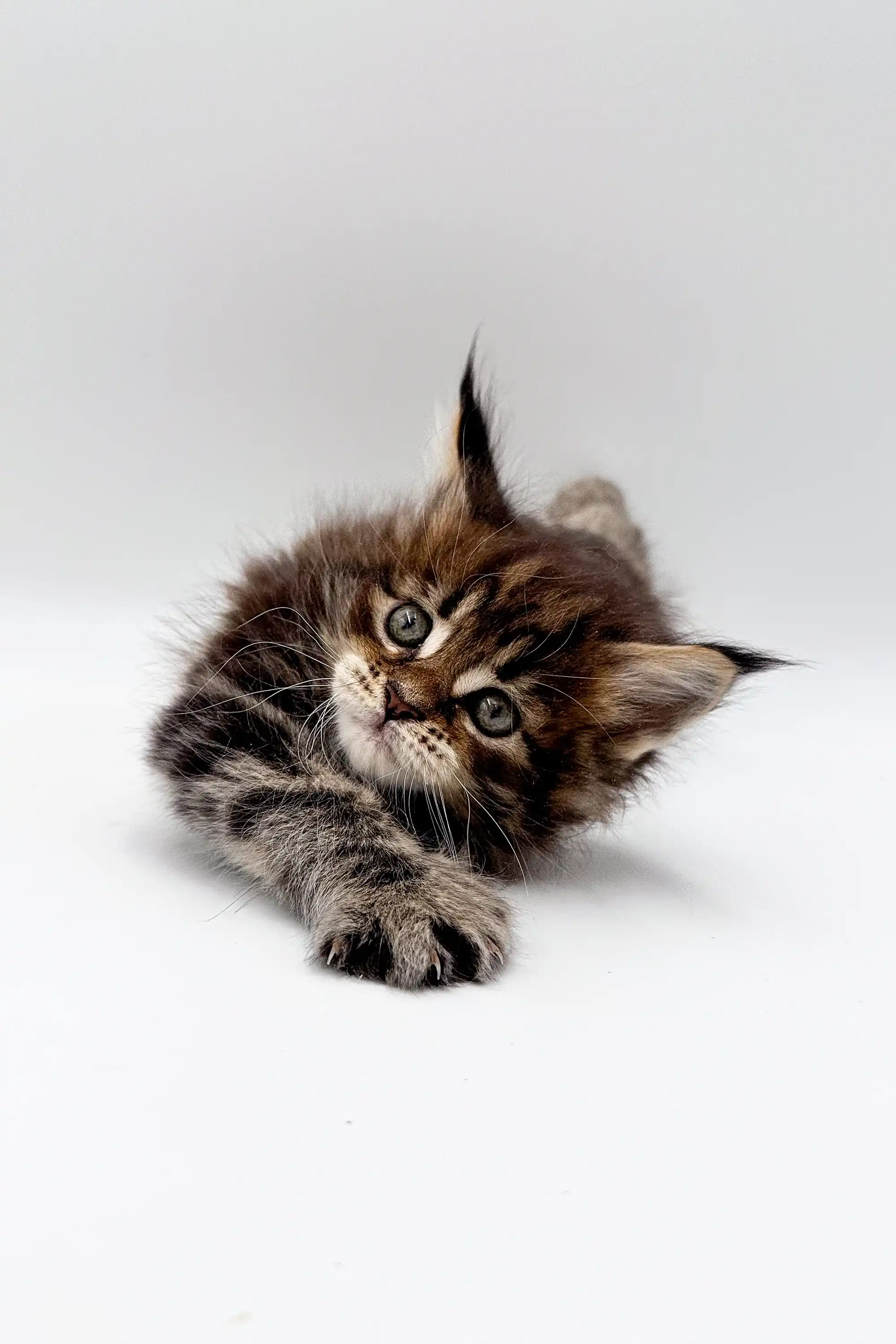 Tara | Maine Coon Kitten - Image 3
