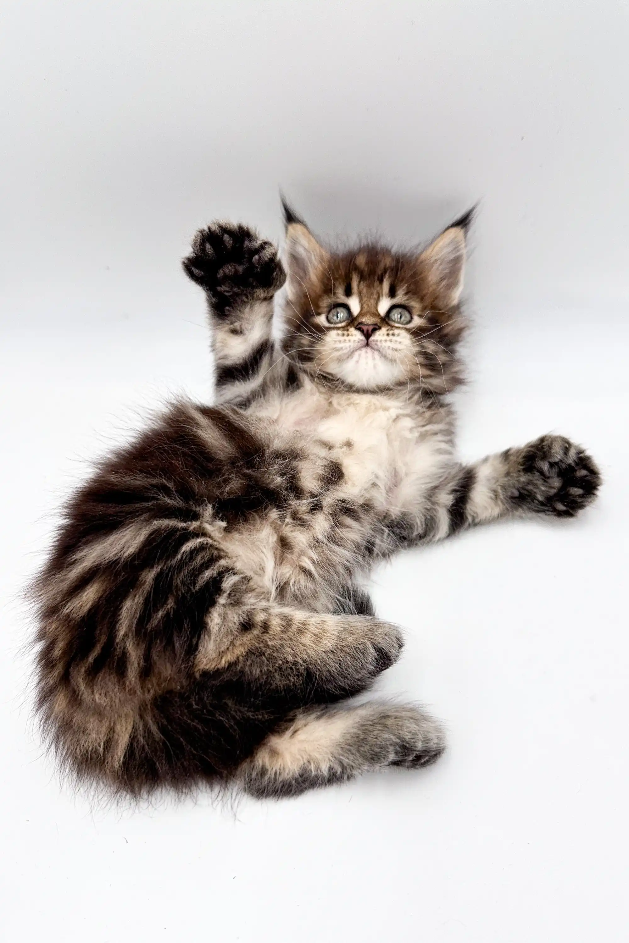 Tara | Maine Coon Kitten - Image 5