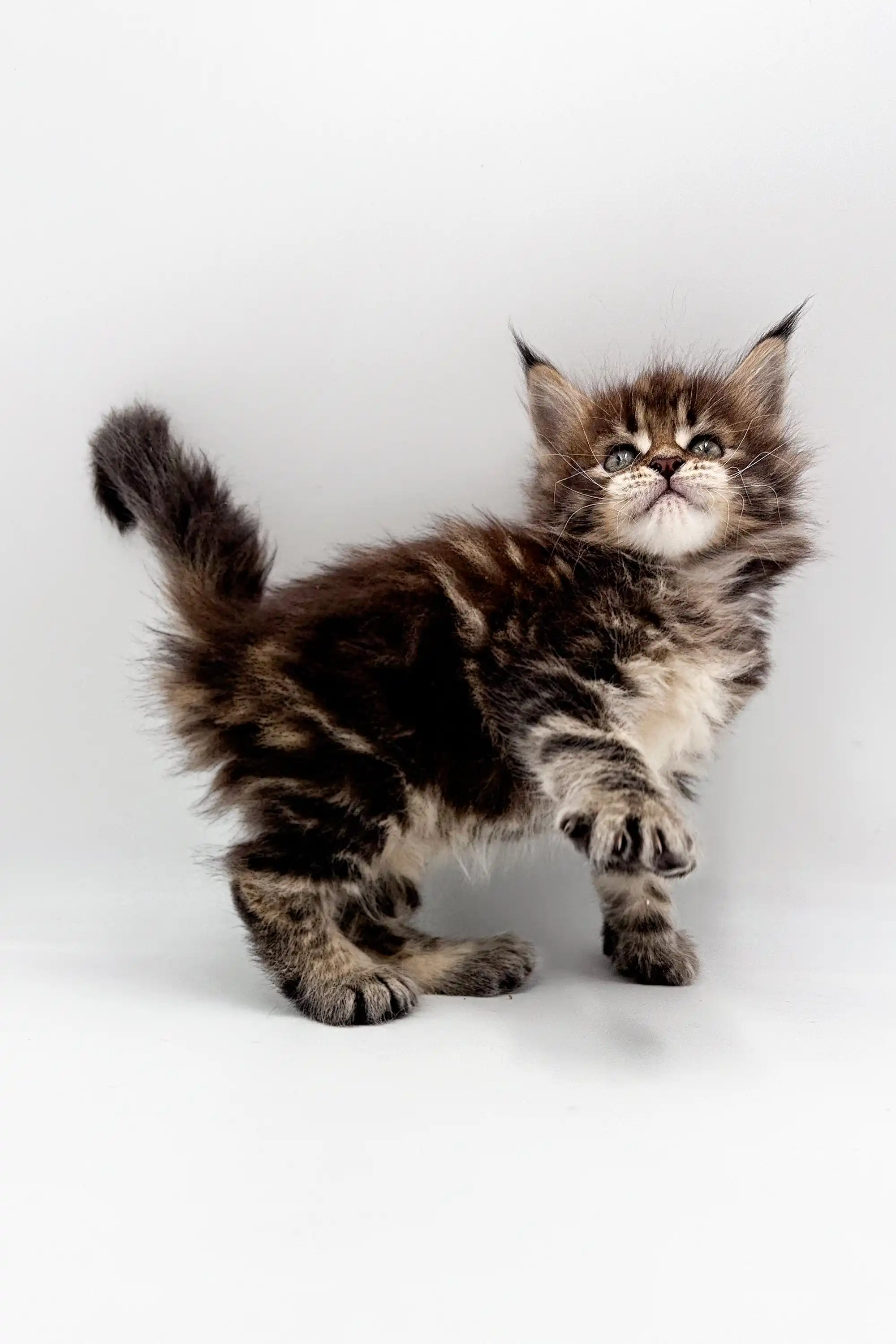 Tara | Maine Coon Kitten - Image 9