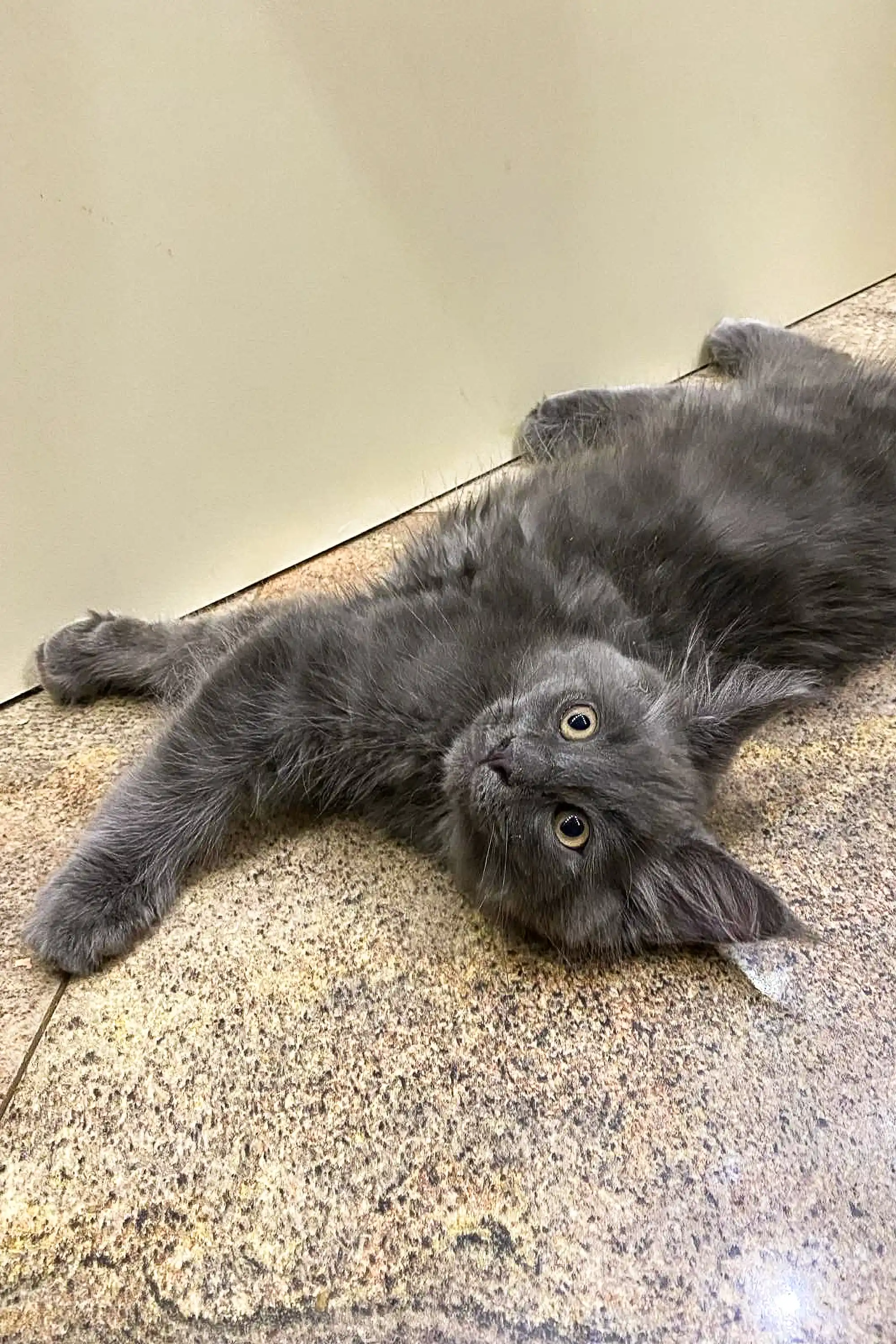 Tarius | Maine Coon Kitten - Image 3
