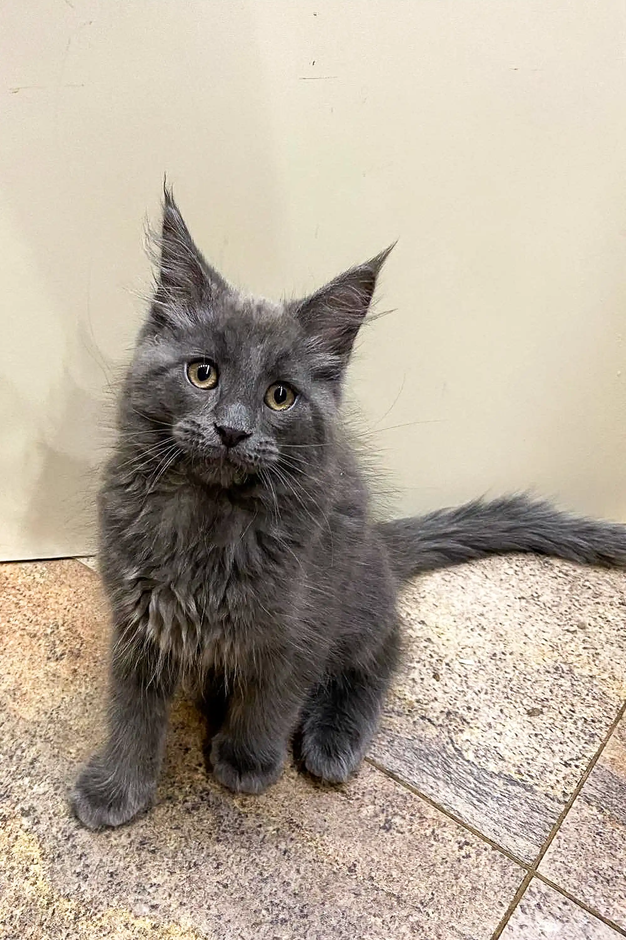 Tarius | Maine Coon Kitten - Image 5