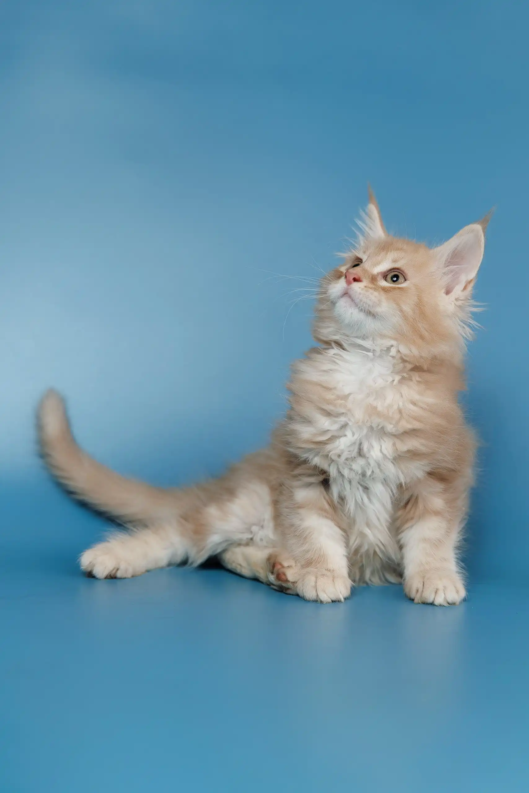 Teddy | Maine Coon Kitten - Image 9