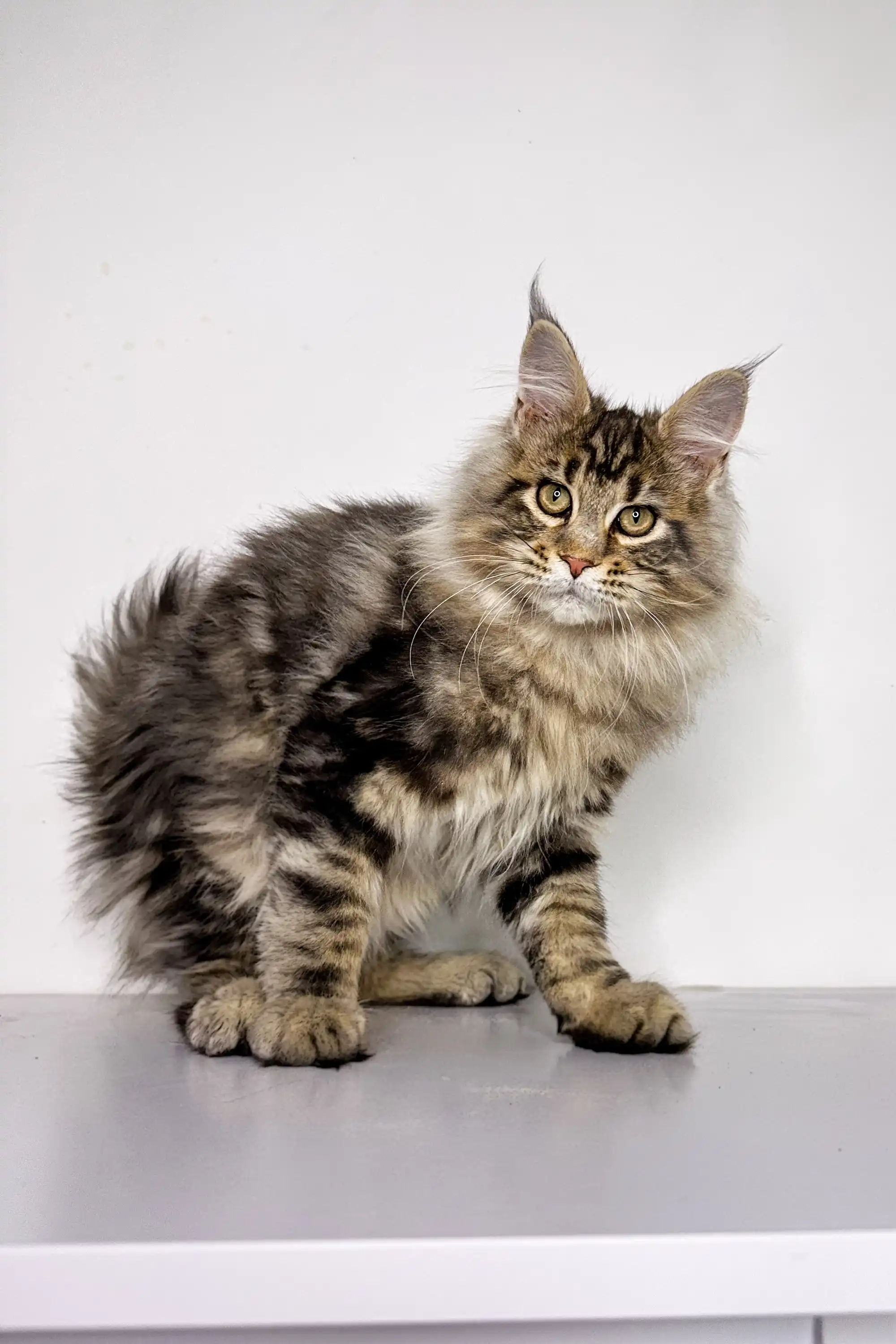 Teddy | Maine Coon Kitten - Image 15