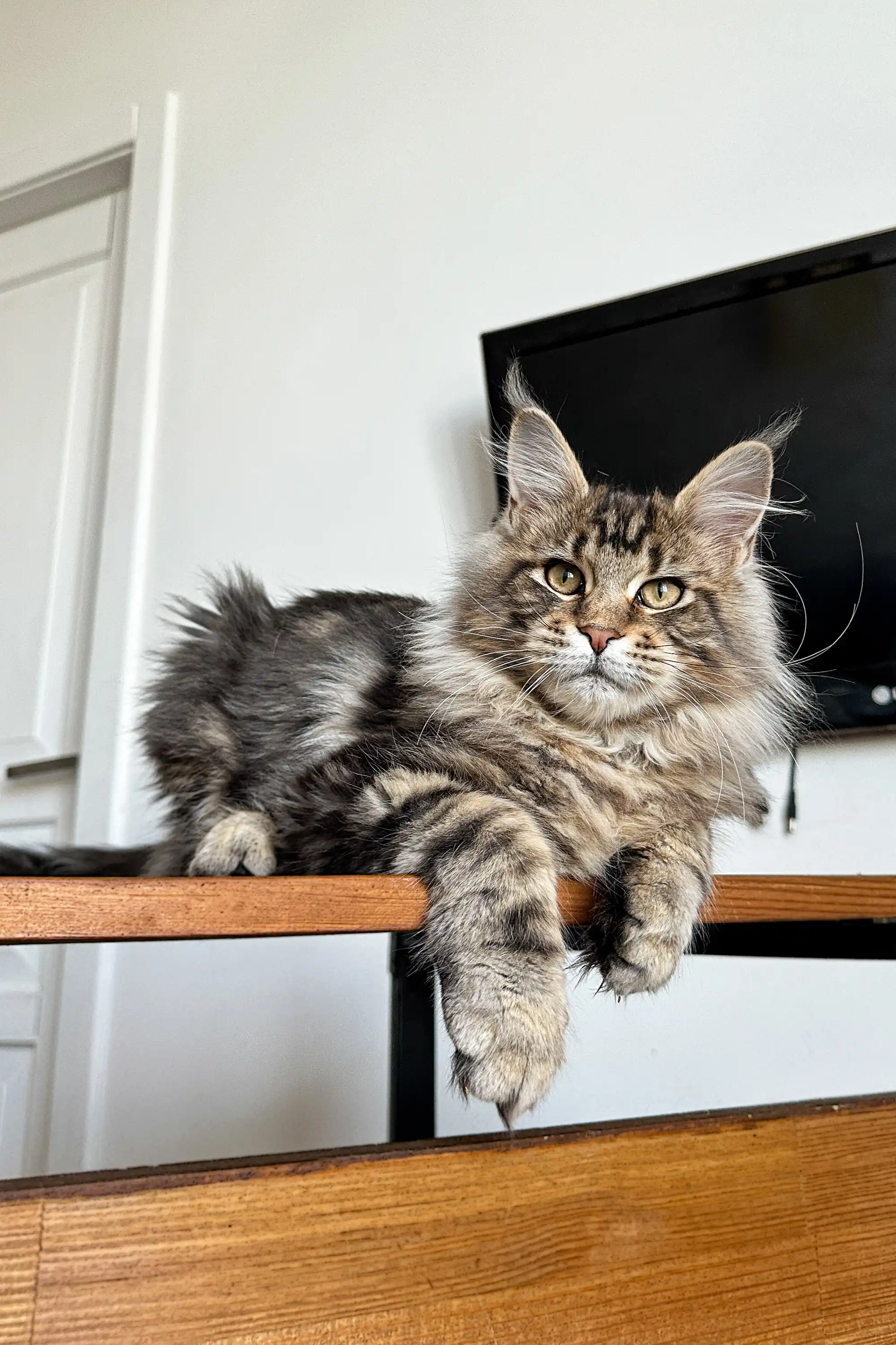 Teddy | Maine Coon Kitten - Image 4