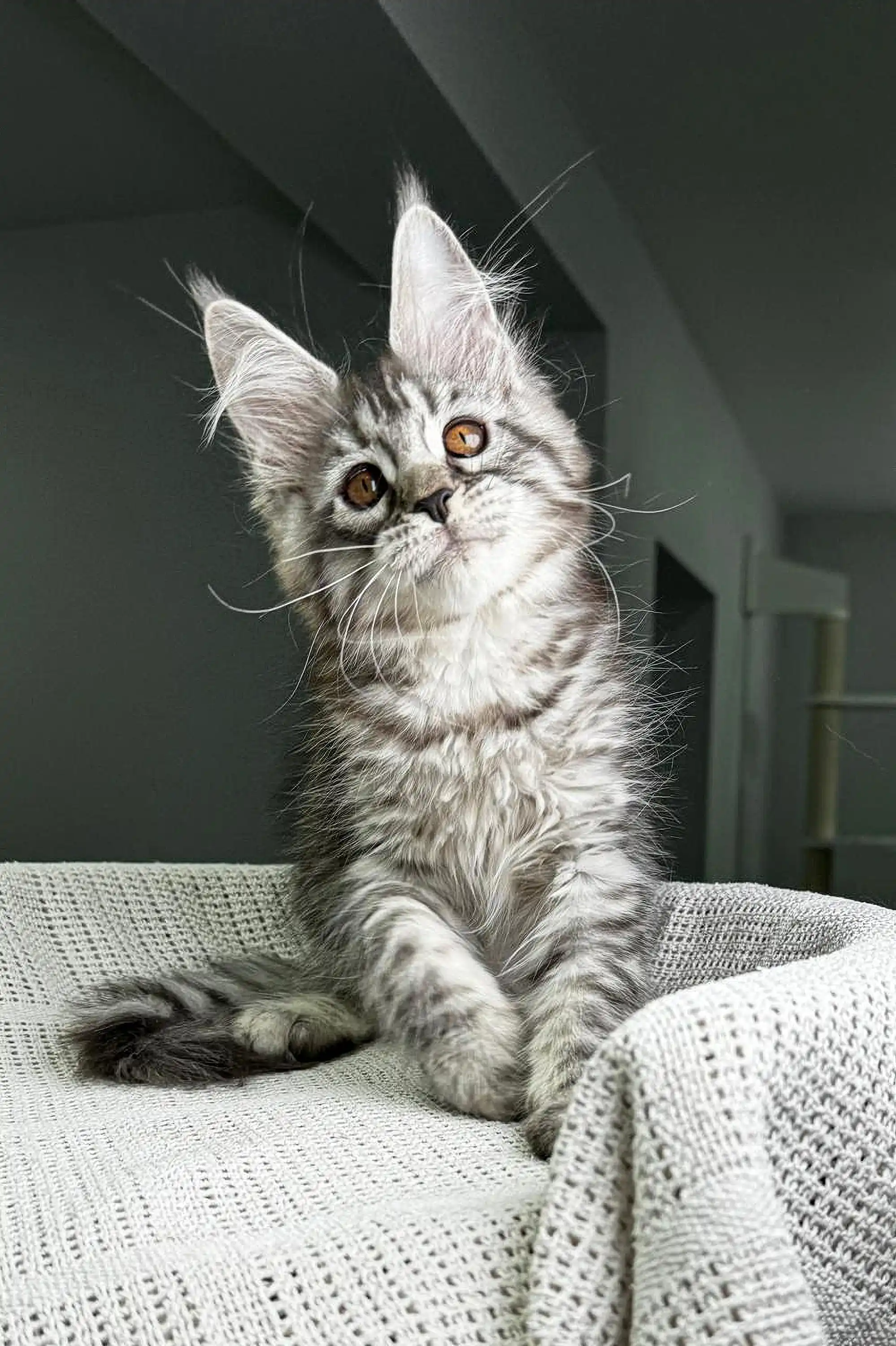Tempura | Maine Coon Kitten - Image 19