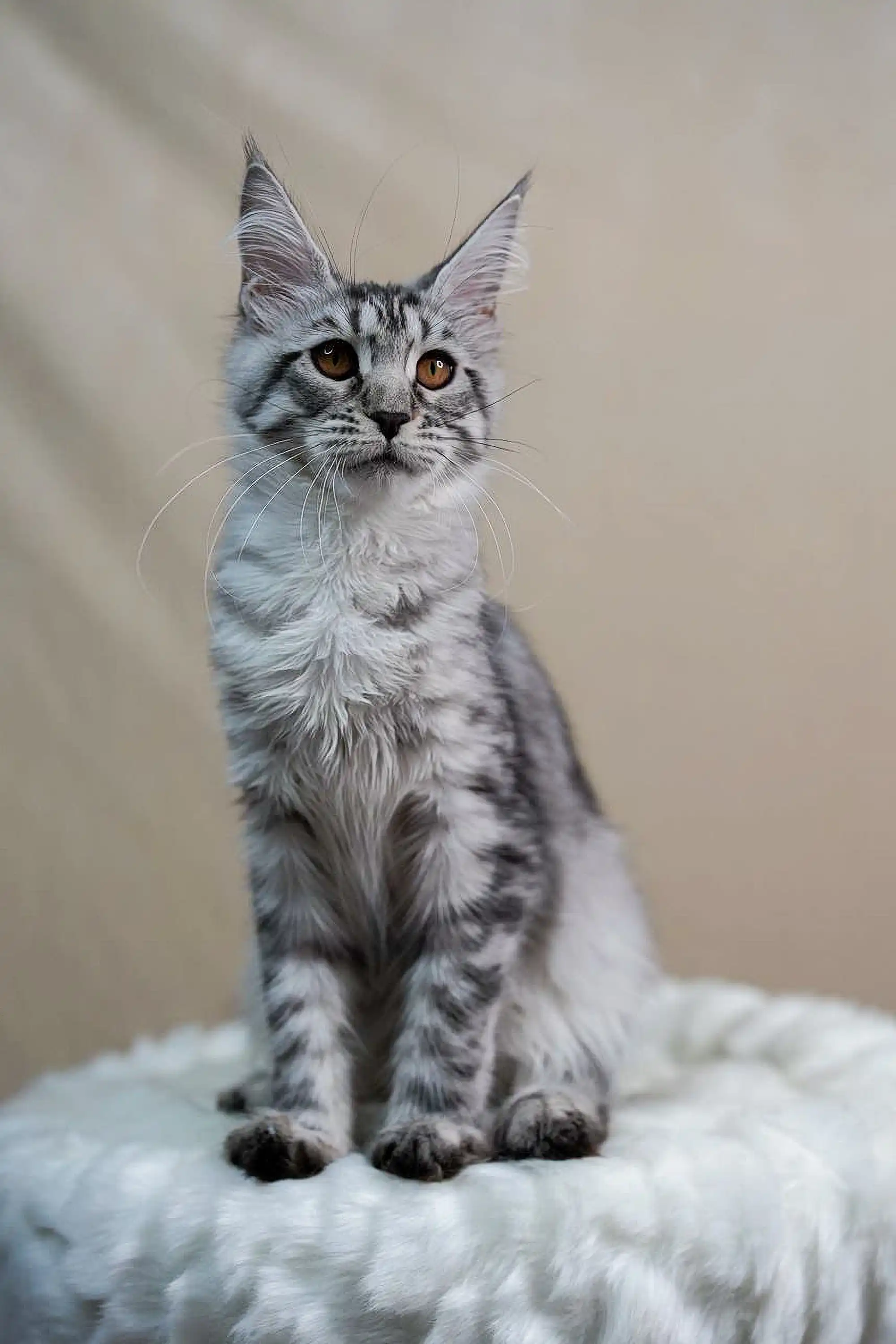 Tempura | Maine Coon Kitten - Image 2