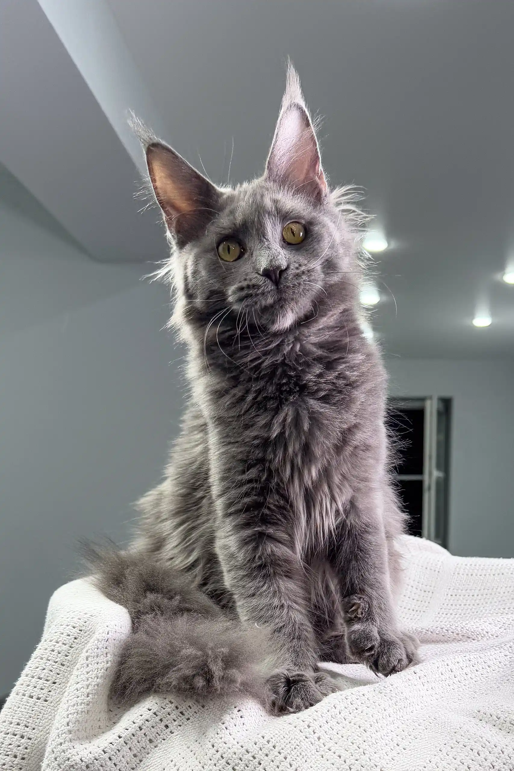 Teona | Maine Coon Kitten - Image 2