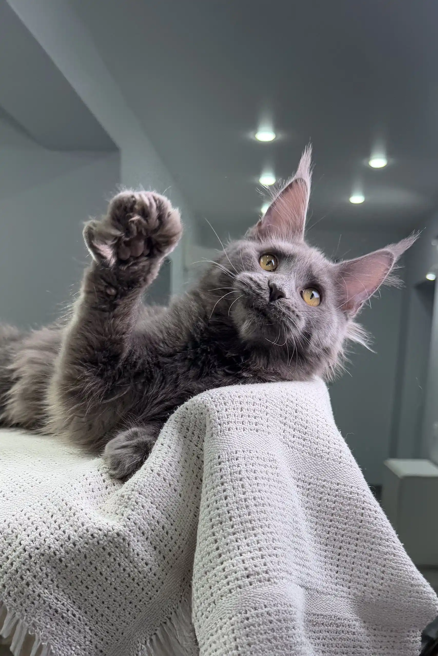 Teona | Maine Coon Kitten - Image 3