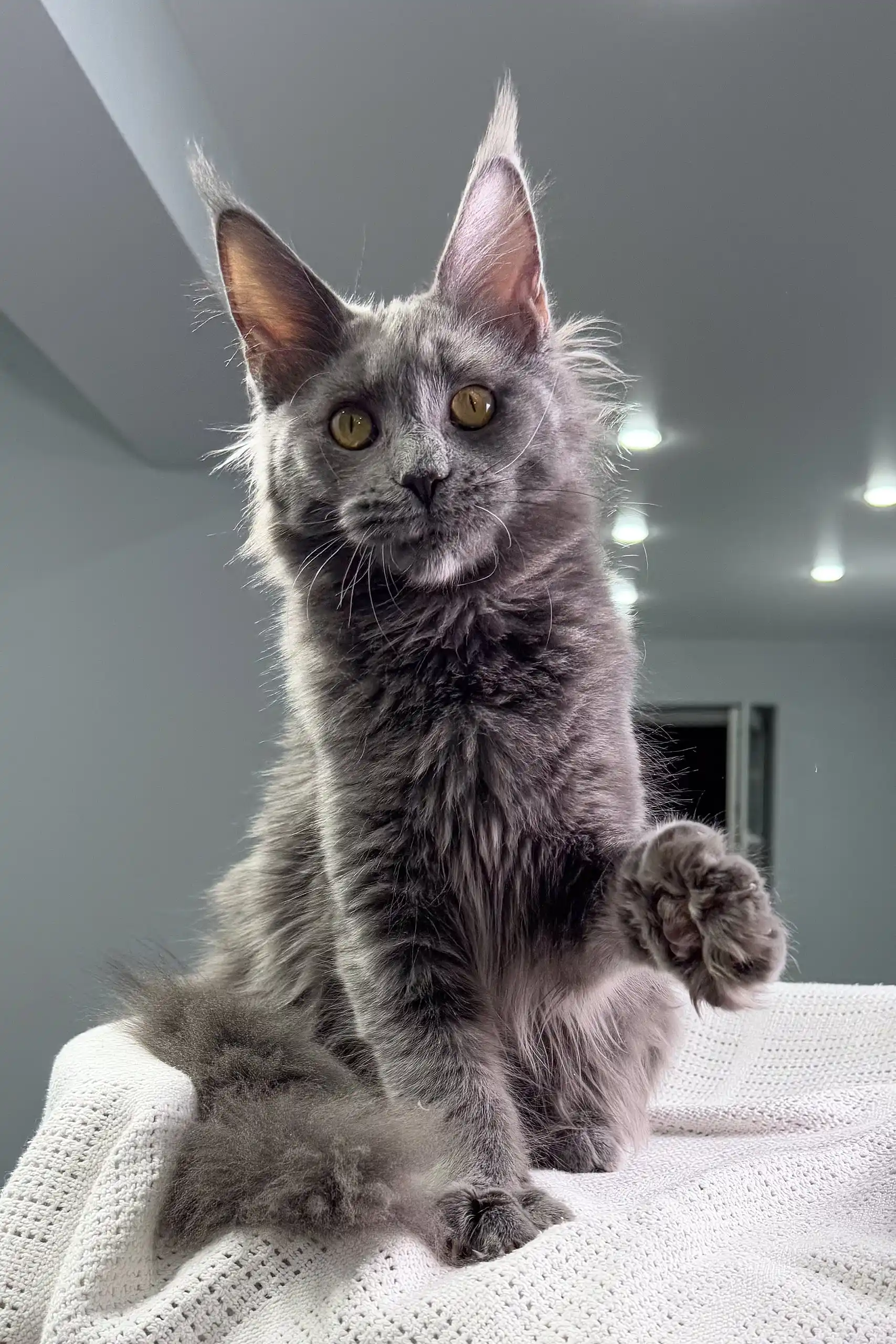 Teona | Maine Coon Kitten - Image 4
