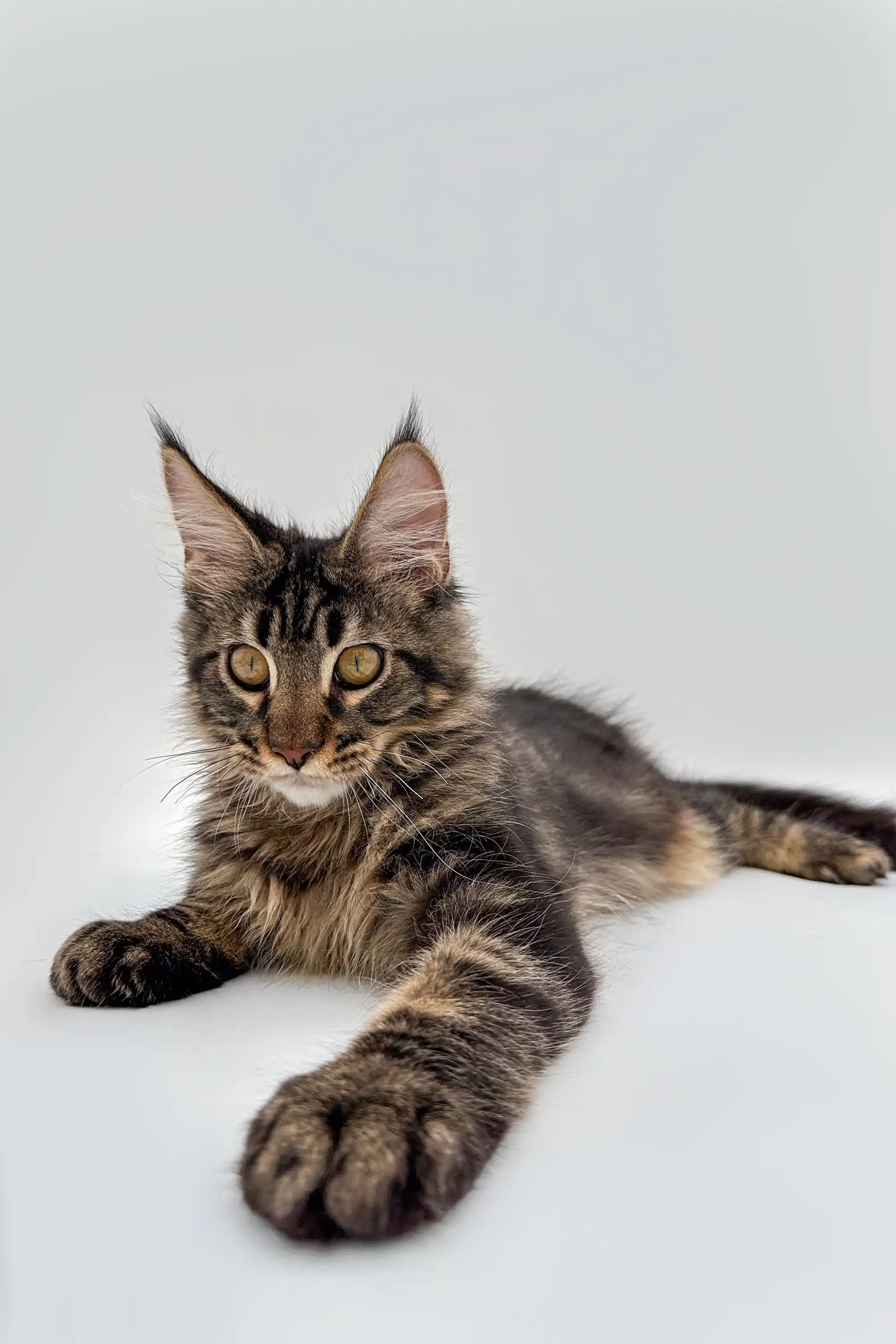 Terry | Maine Coon Kitten - Image 4