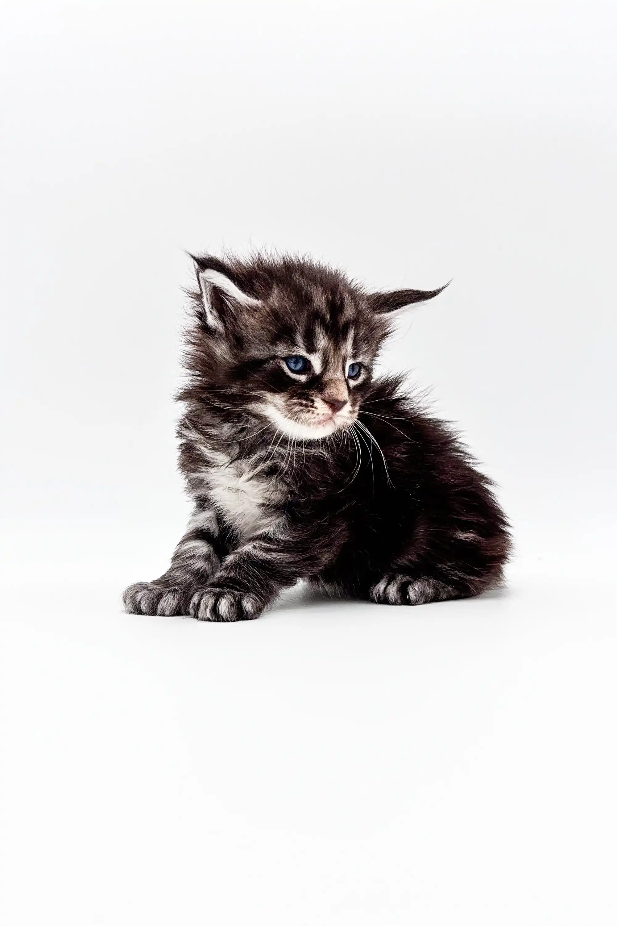 Texas | Polydactyl Maine Coon Kitten - Image 7