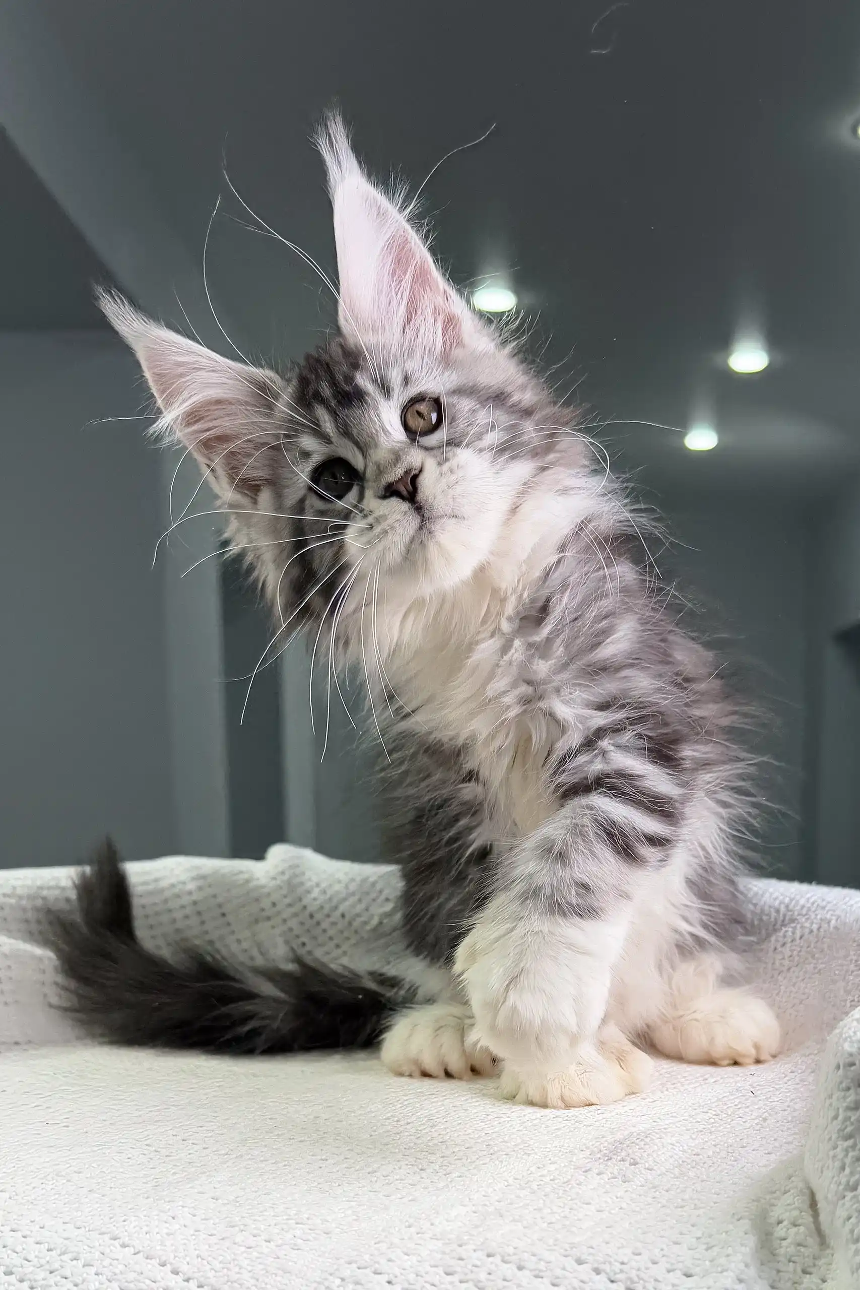 Tiffanie | Polydactyl Maine Coon Kitten - Image 4
