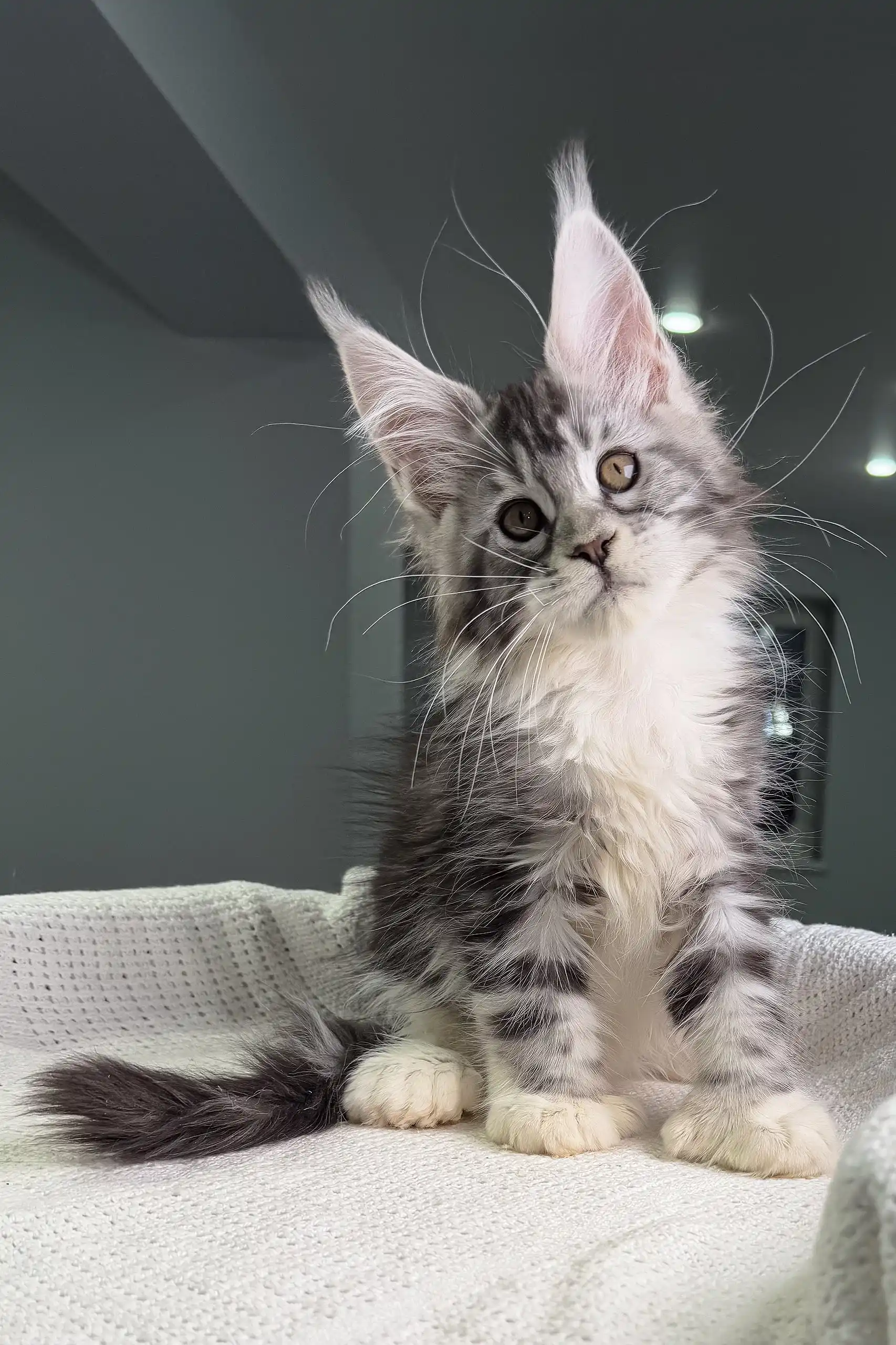 Tiffanie | Polydactyl Maine Coon Kitten - Image 5