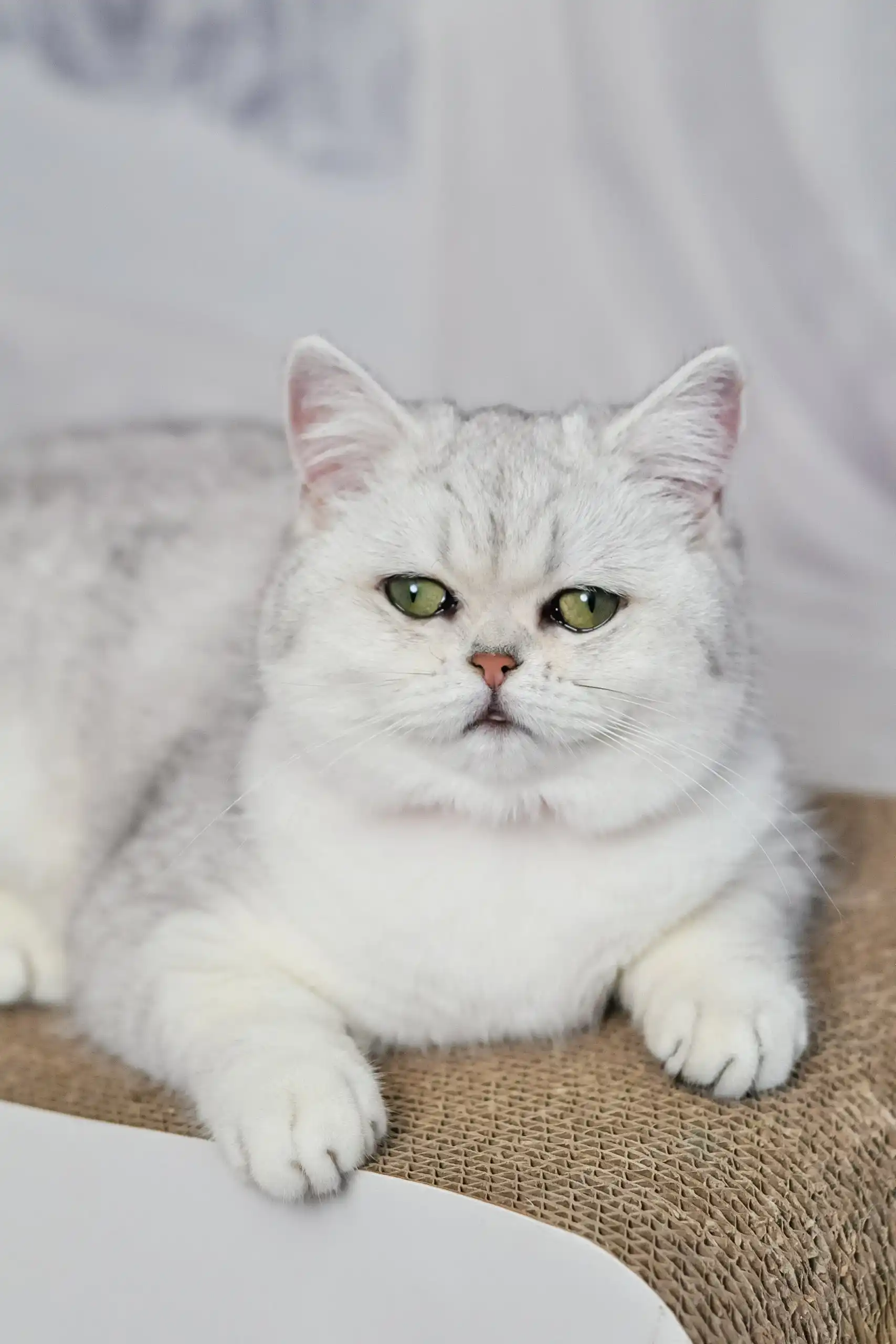 Tiffany | British Shorthair Kitten - Image 2
